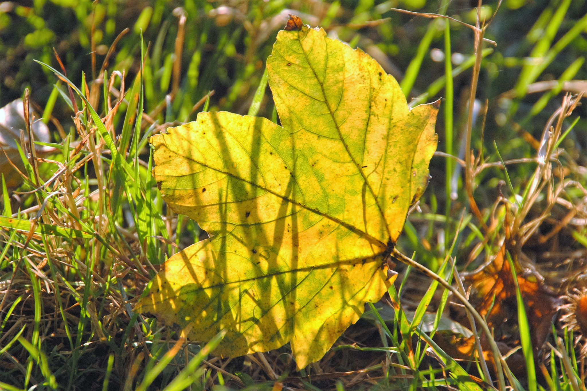 Nikon D3000 sample photo. Leuchtendes herbstblatt photography