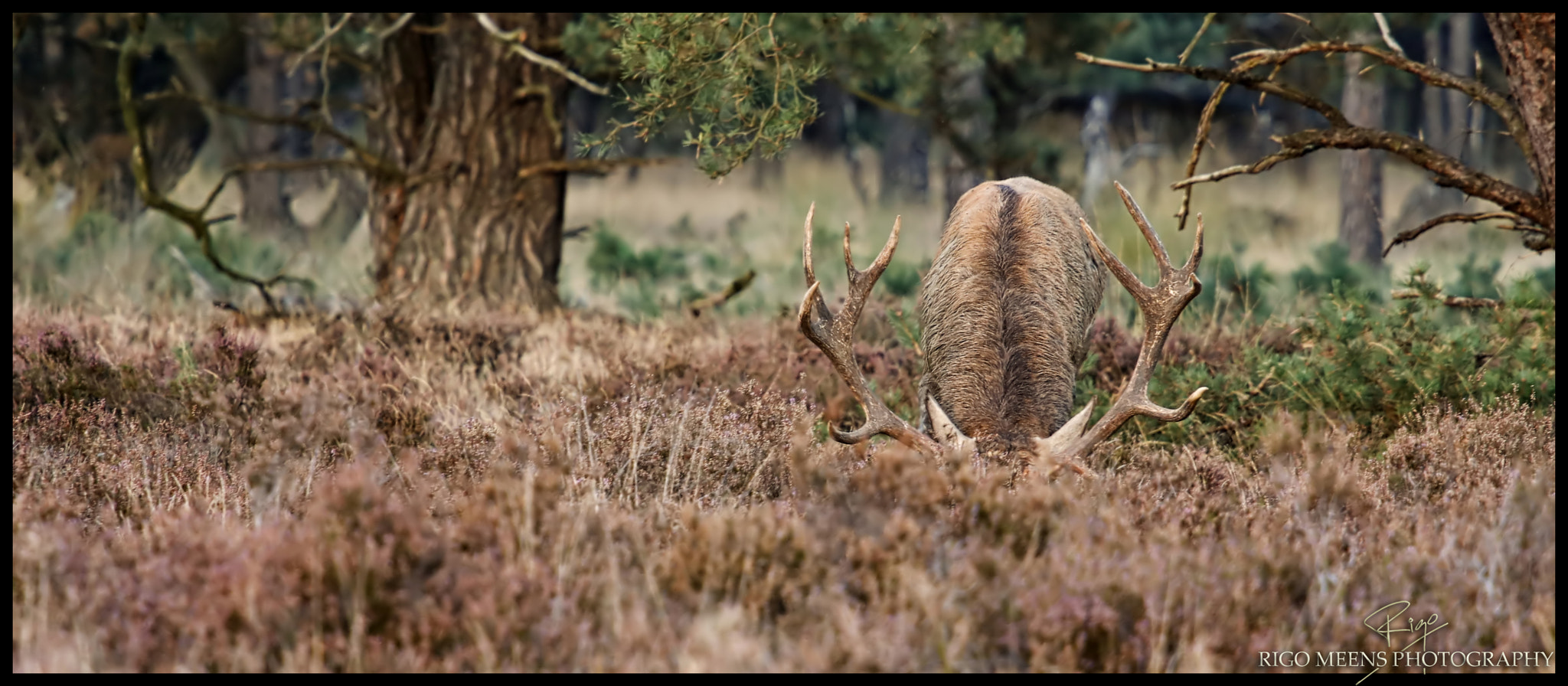 Canon EF 70-200mm F4L USM sample photo. Camouflage photography