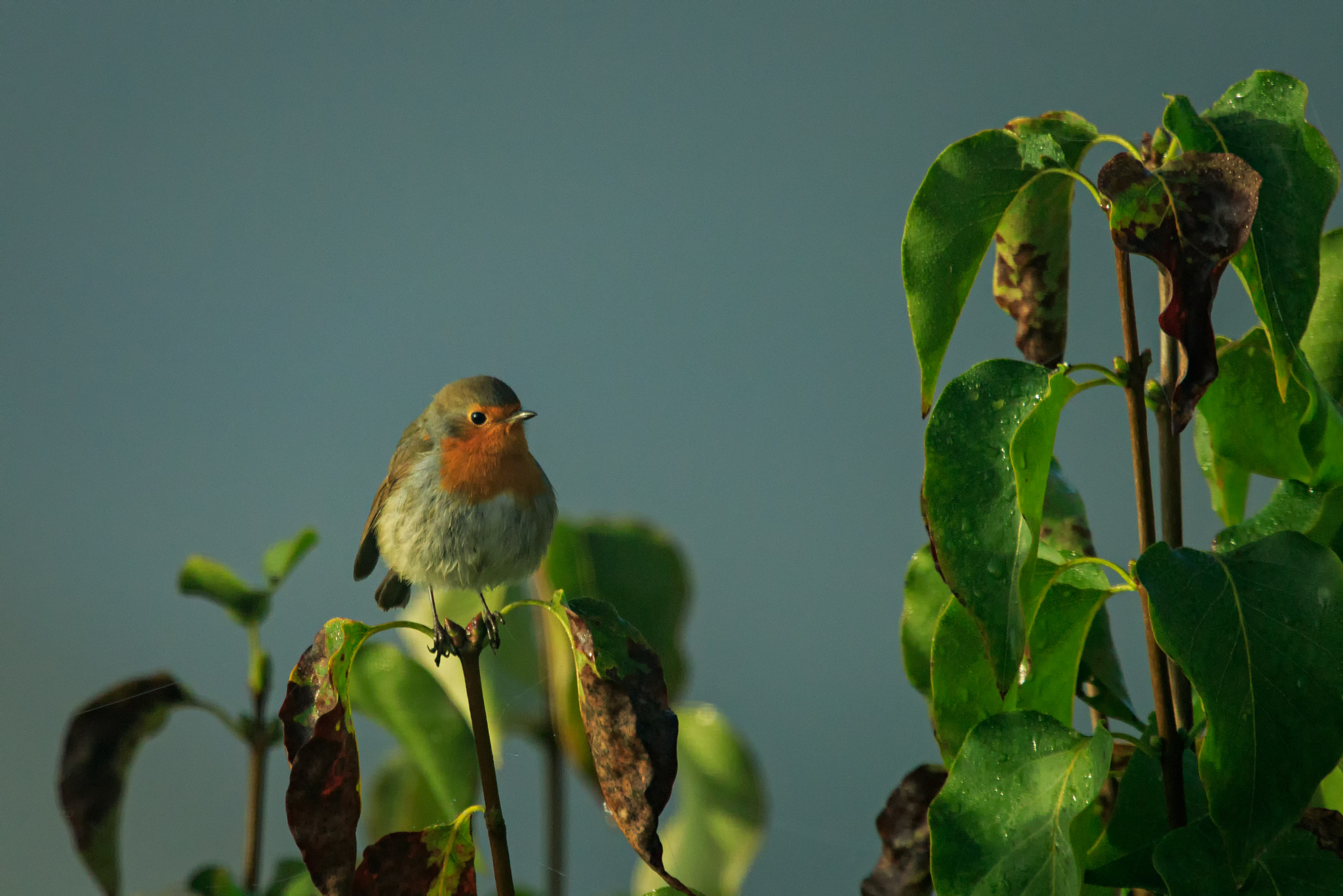 Canon EOS 7D Mark II + Canon EF 100-400mm F4.5-5.6L IS USM sample photo. European robin in morning light. photography
