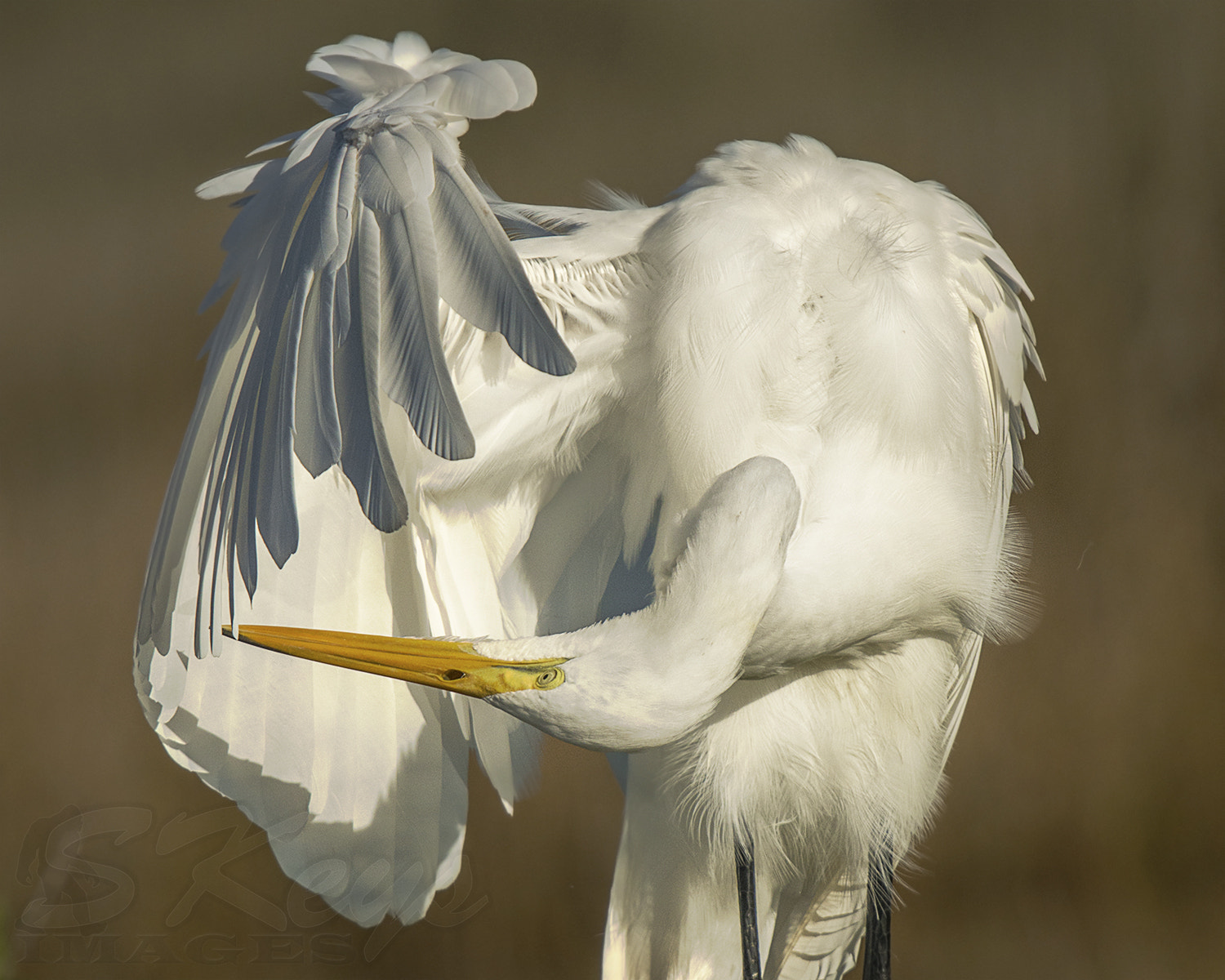 Nikon D7200 + Sigma 500mm F4.5 EX DG HSM sample photo. Pit check? (great egret) photography