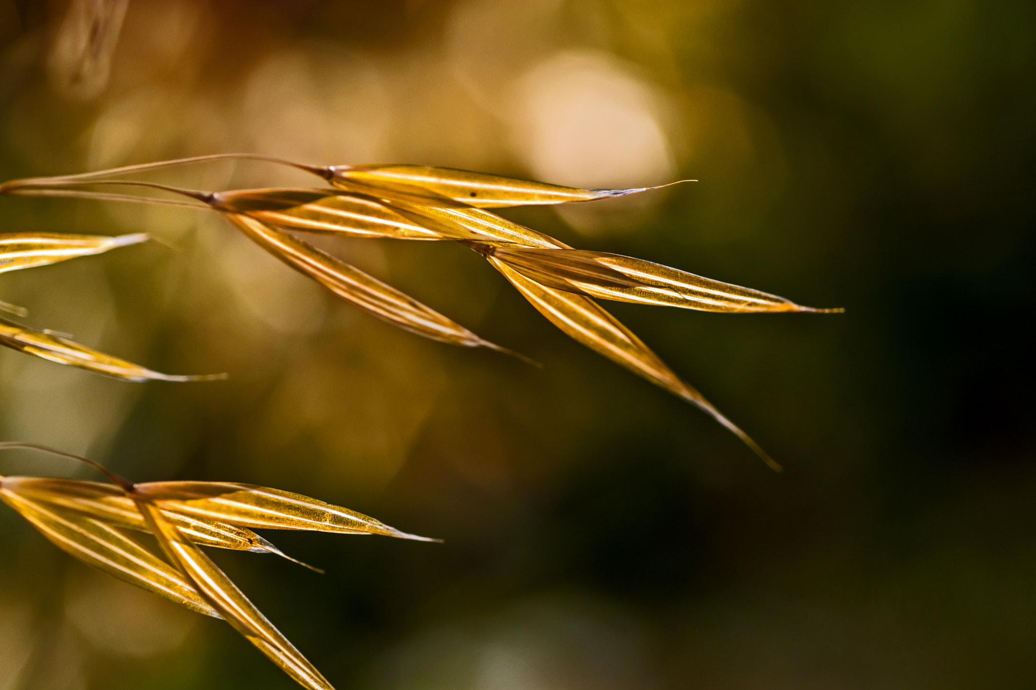 Nikon D7100 + AF Micro-Nikkor 60mm f/2.8 sample photo. Another portion of oats. photography