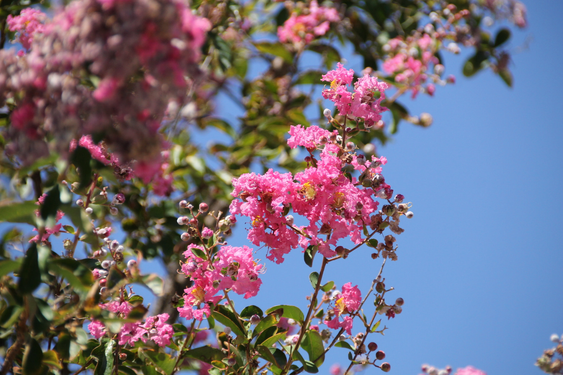 Canon EF 75-300mm F4.0-5.6 IS USM sample photo
