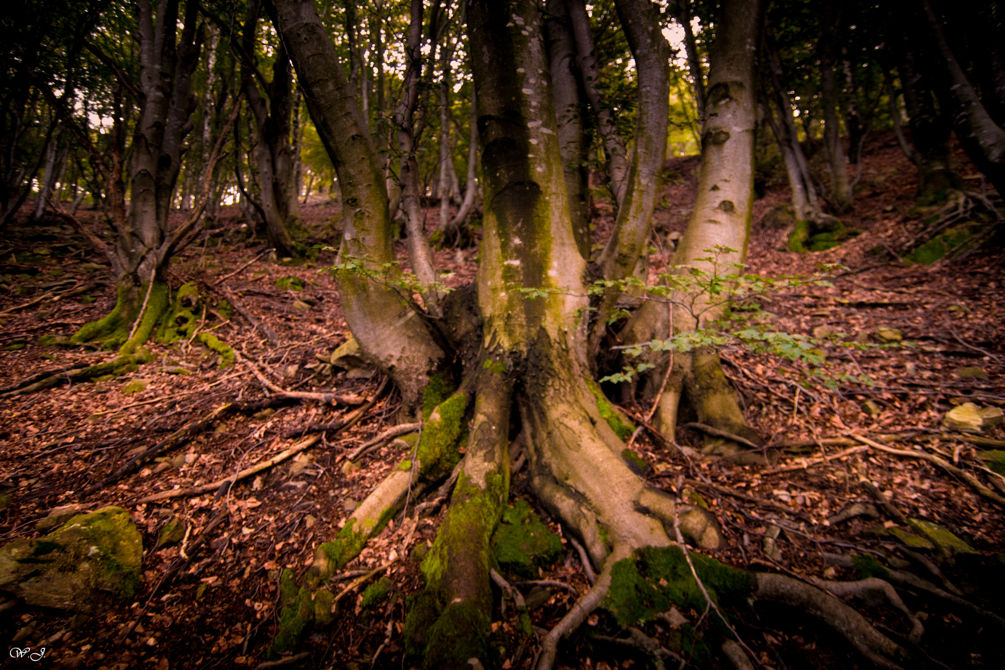 Sony ILCA-77M2 sample photo. Roots photography