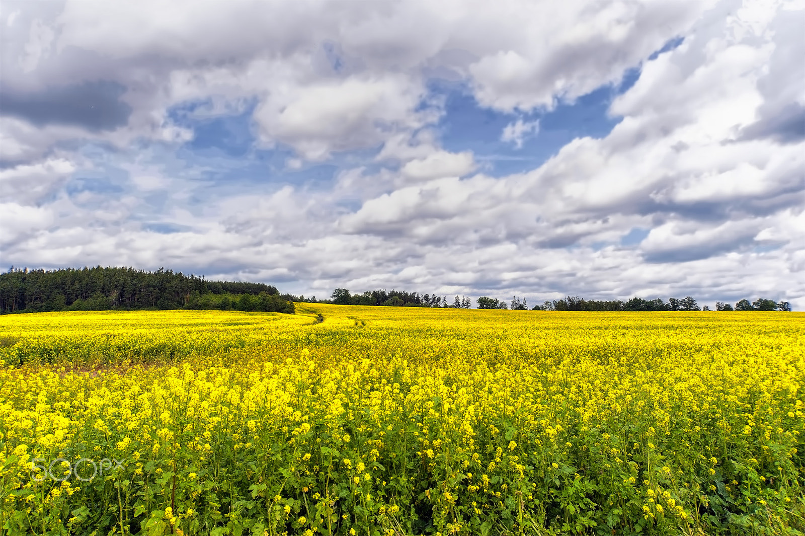 Nikon D700 sample photo. Kanola tarlası ve gökyüzü (canola field and sky) photography