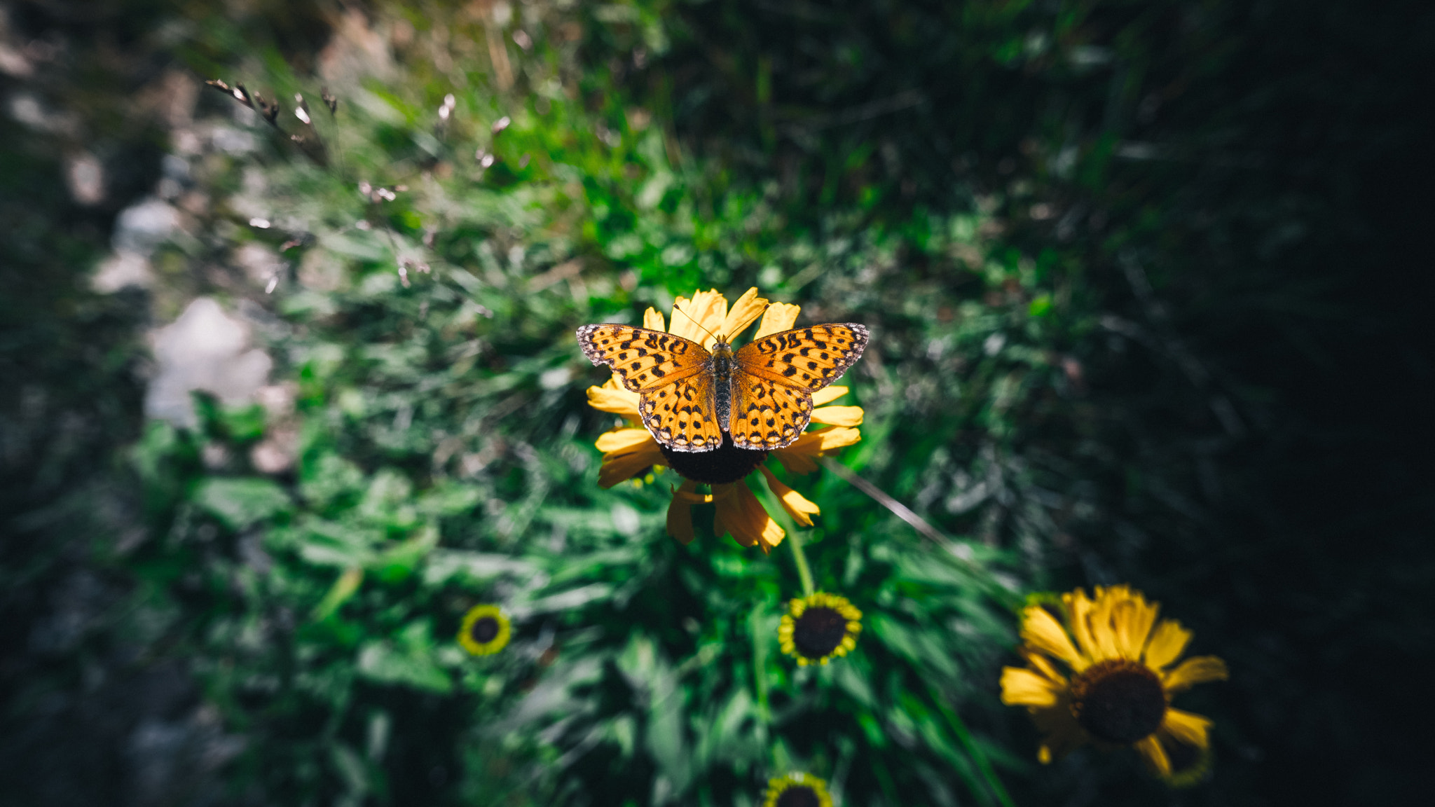 Fujifilm X-Pro2 + ZEISS Touit 12mm F2.8 sample photo. Monarch photography