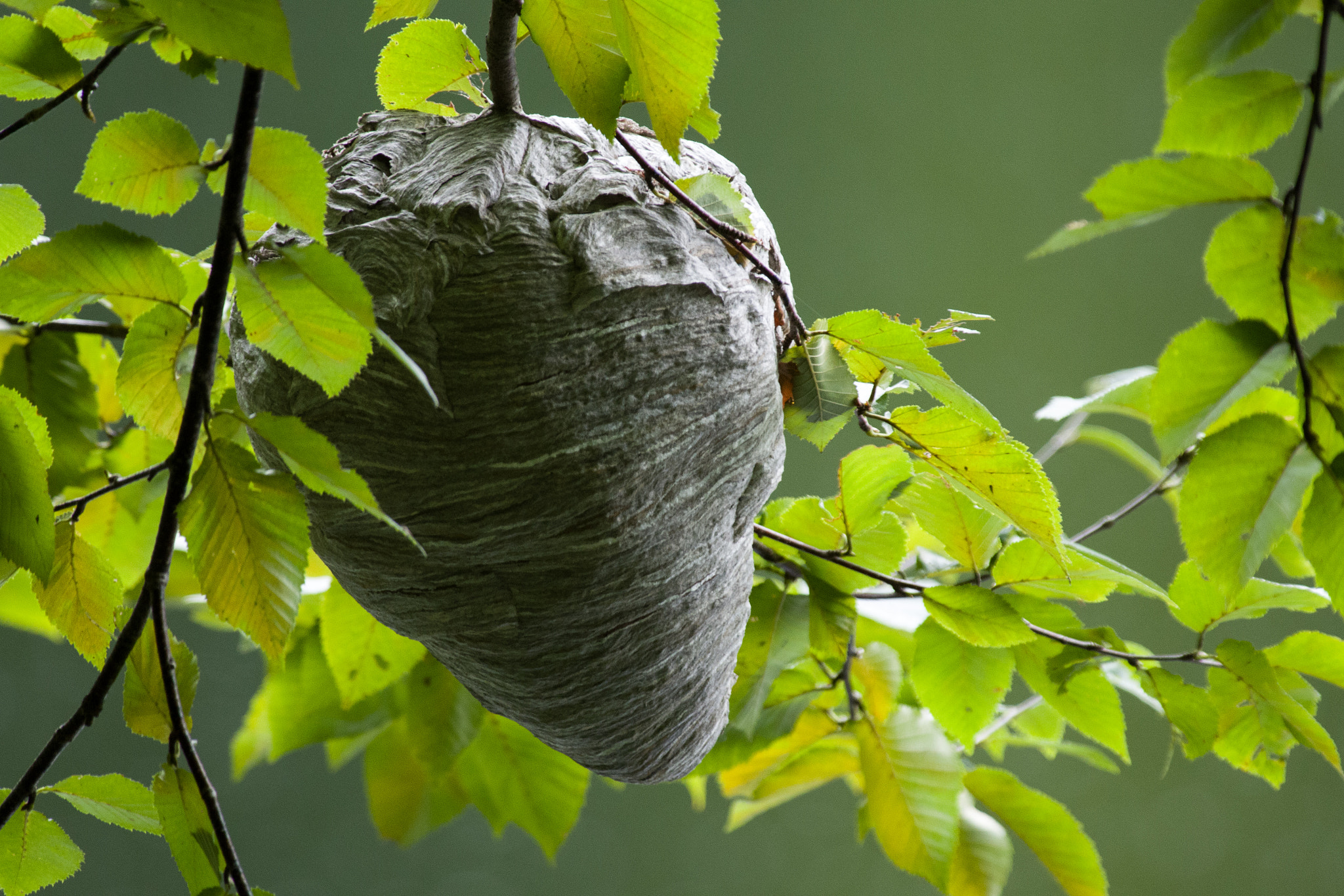 Pentax smc DA* 300mm F4.0 ED (IF) SDM sample photo. Into the hornets nest photography