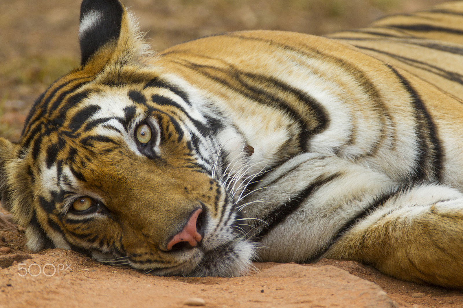 Canon EF 600mm f/4L IS + 2x sample photo. Bengal tiger photography