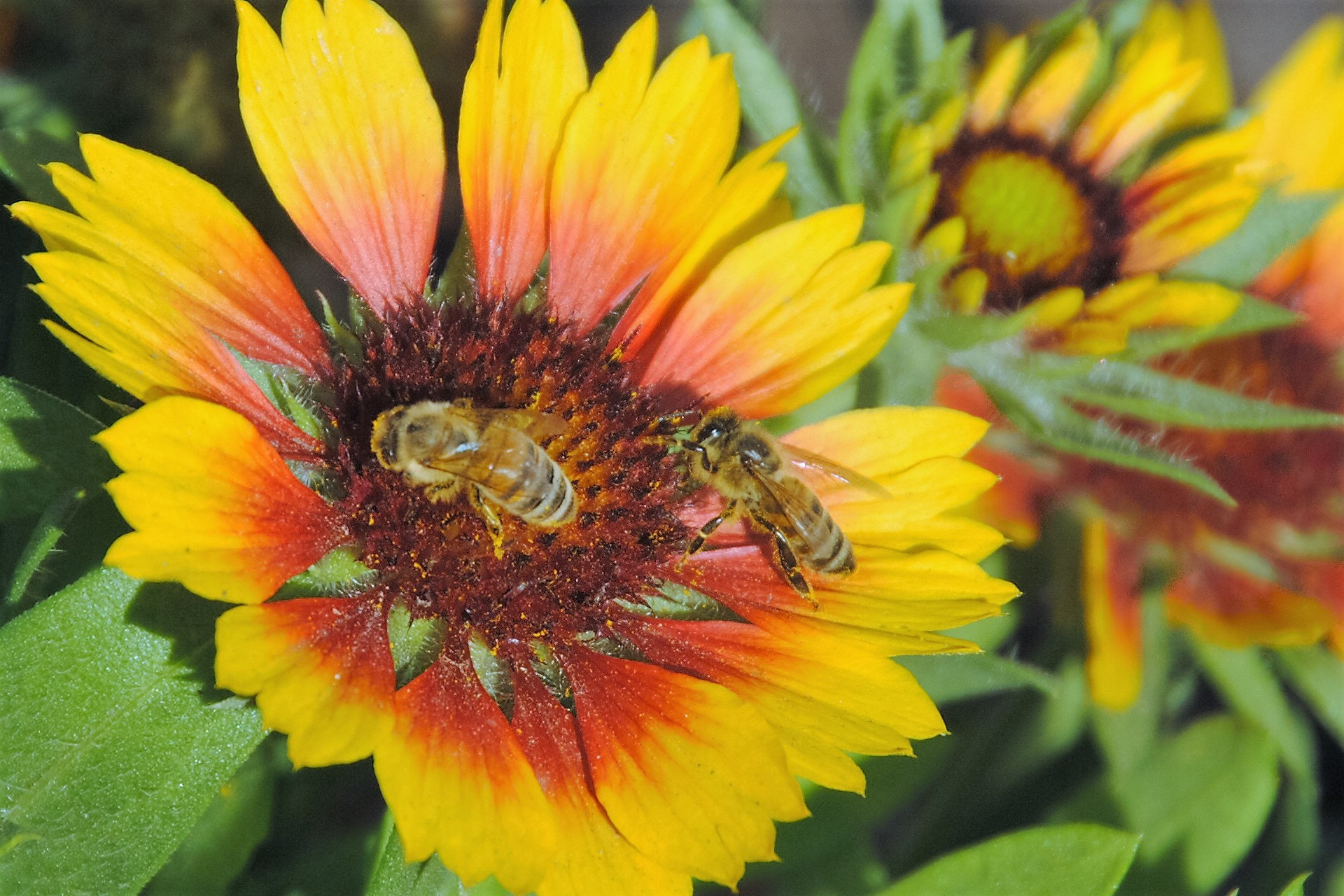 Nikon D3000 sample photo. "bienenblume" photography