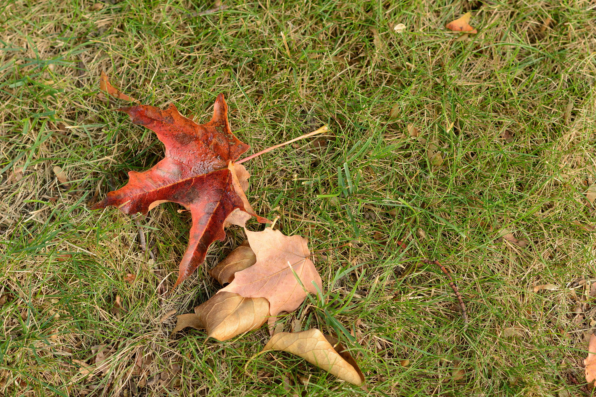 Nikon D800E + Nikon AF-S Nikkor 85mm F1.8G sample photo. Autumn arrives photography