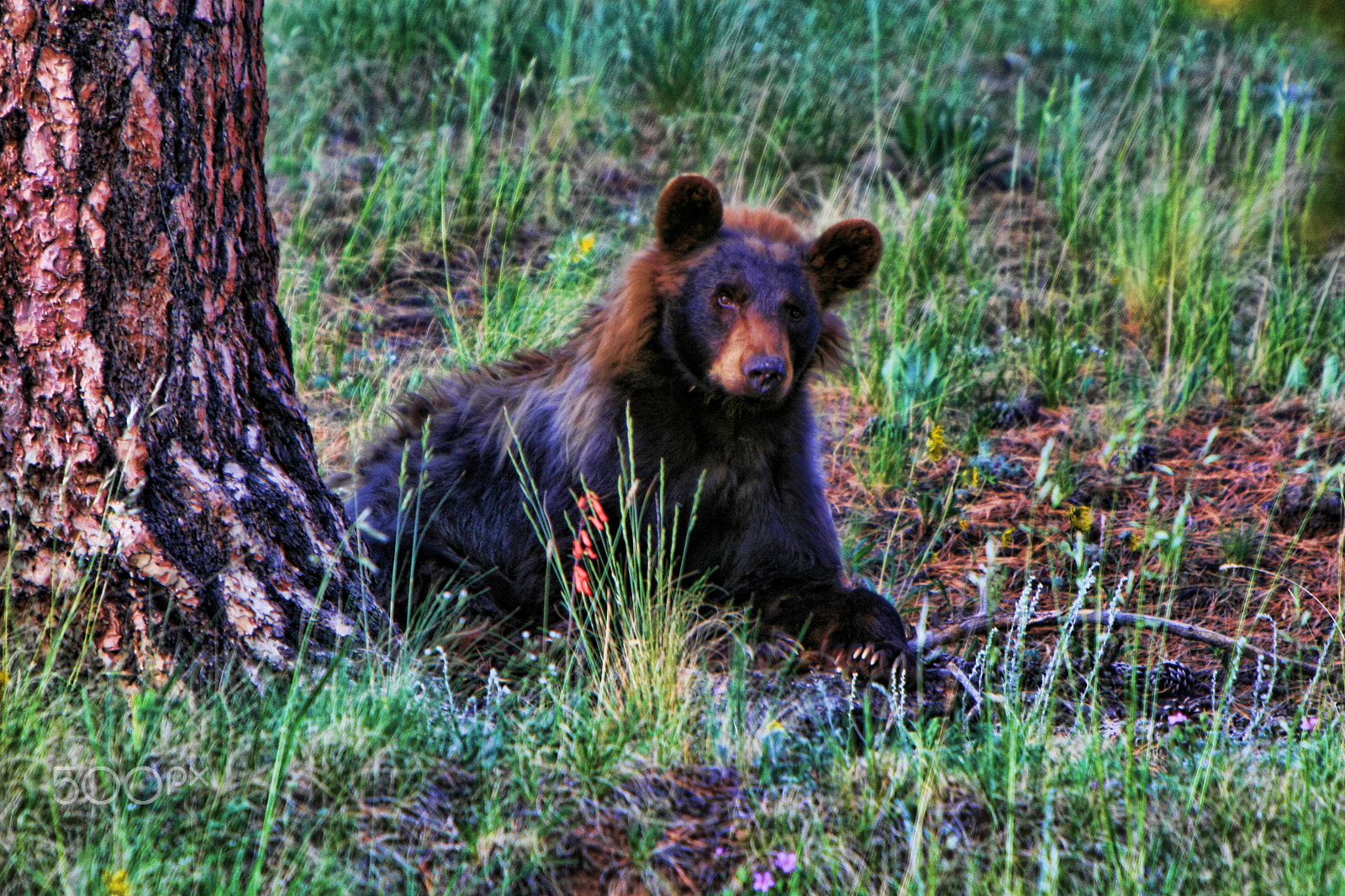 Canon EOS 30D + Canon EF 70-200mm F2.8L IS USM sample photo. Bear photography