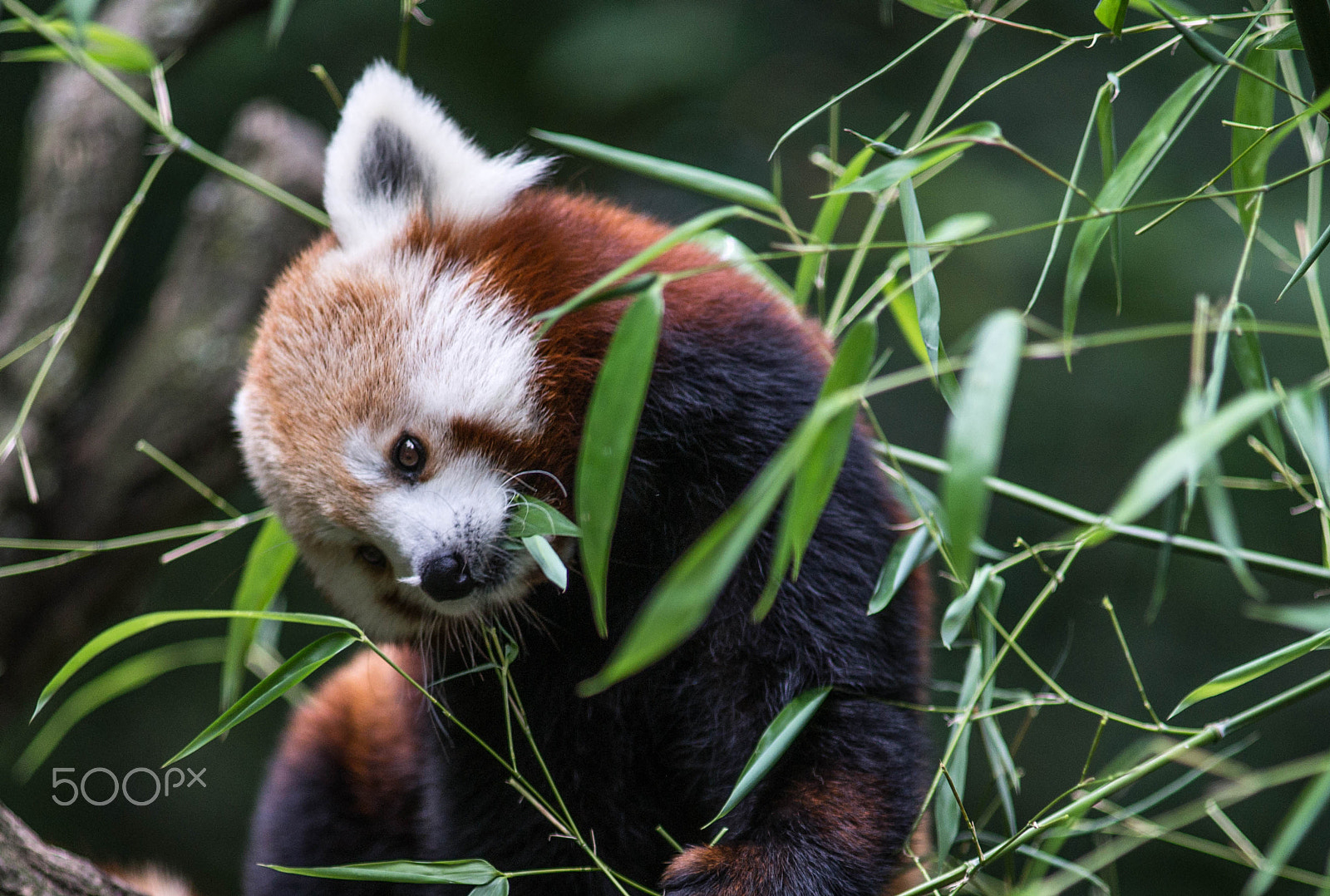 Minolta AF 80-200mm F2.8 HS-APO G sample photo. Eating breakfast before sleep - red panda photography