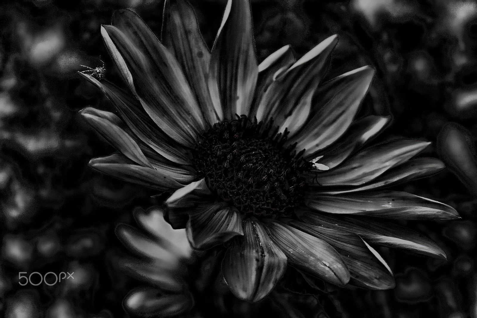 Canon EOS 30D sample photo. Sunflower b&w photography