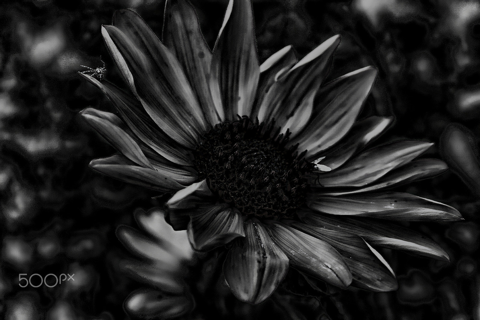 Canon EF 28-135mm F3.5-5.6 IS USM sample photo. Sunflower b&w photography