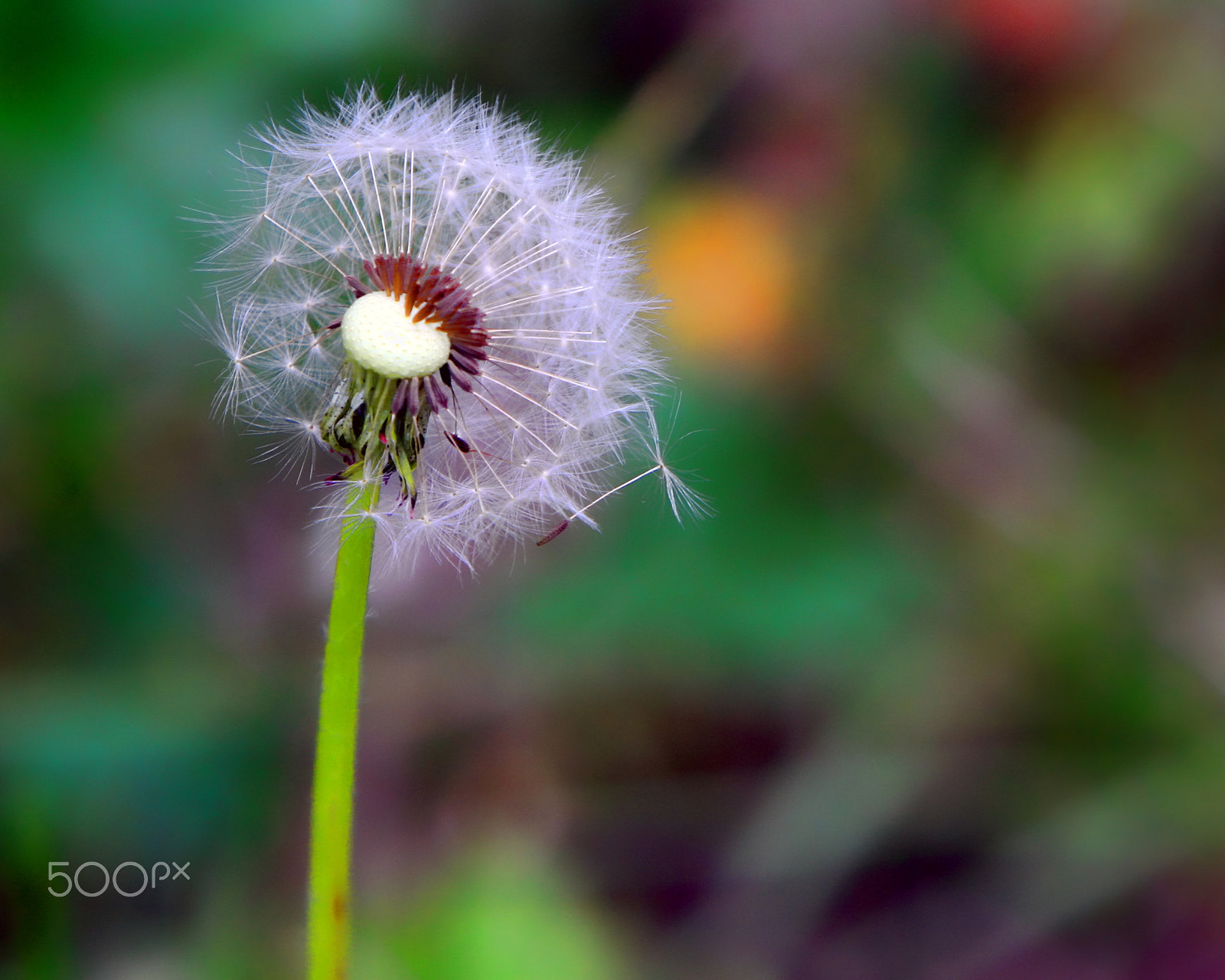 Canon EF 70-200mm F2.8L IS USM sample photo. Valle vidal # photography
