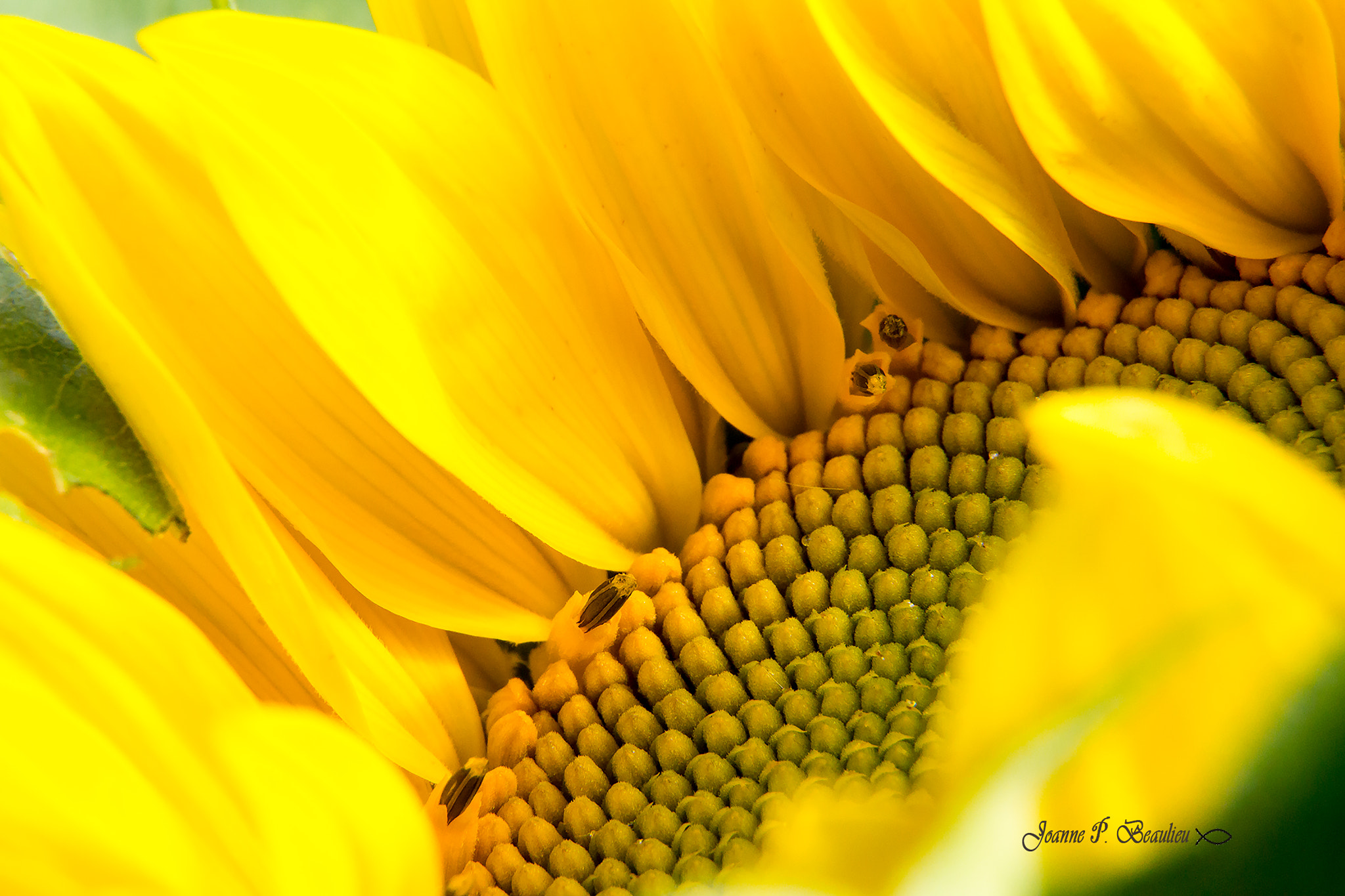 Canon EOS 700D (EOS Rebel T5i / EOS Kiss X7i) sample photo. Sunflower photography