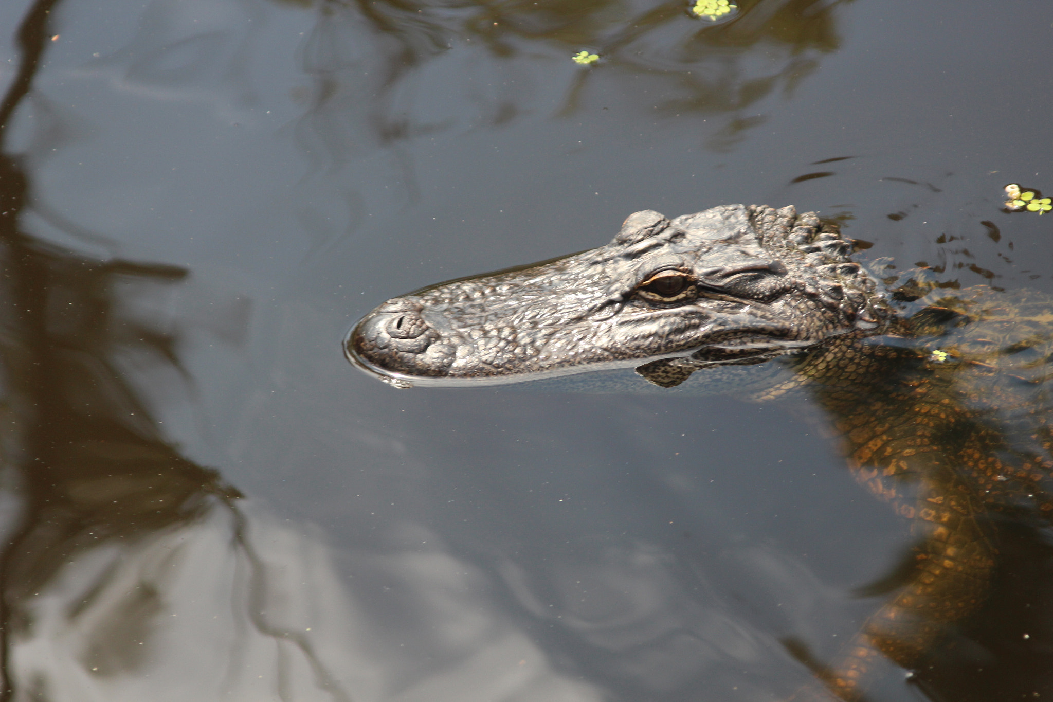 Canon EF 35-105mm f/4.5-5.6 USM sample photo. In the swamps of louisiana. photography