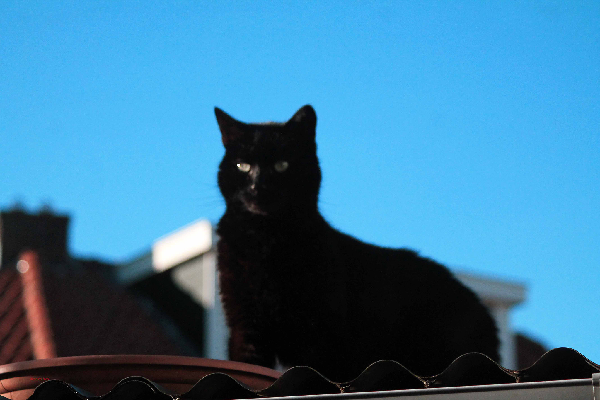 Canon EF 28-90mm f/4-5.6 sample photo. King of the castle photography