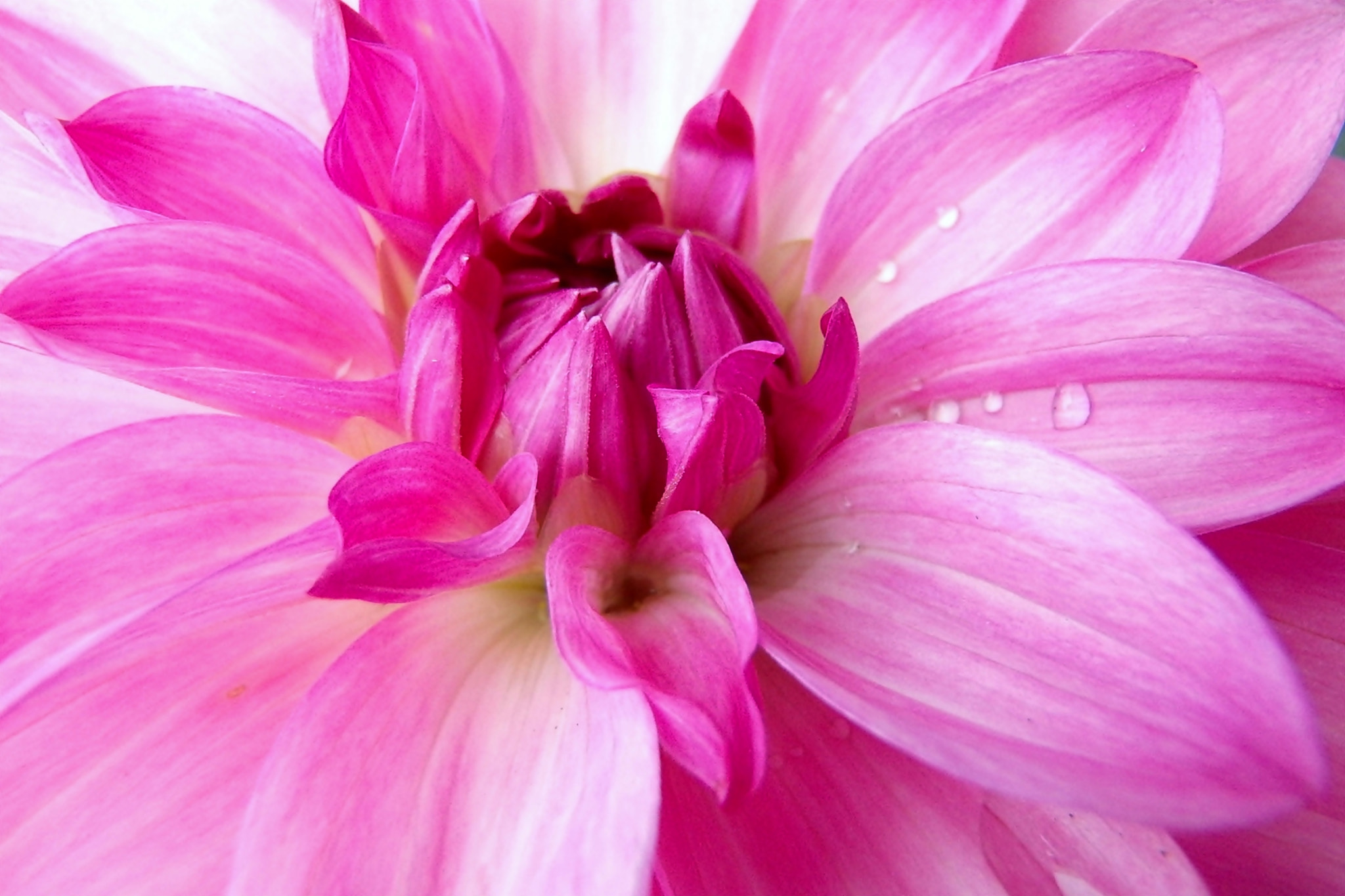 Olympus TG-830 sample photo. Pink dahlia......... photography