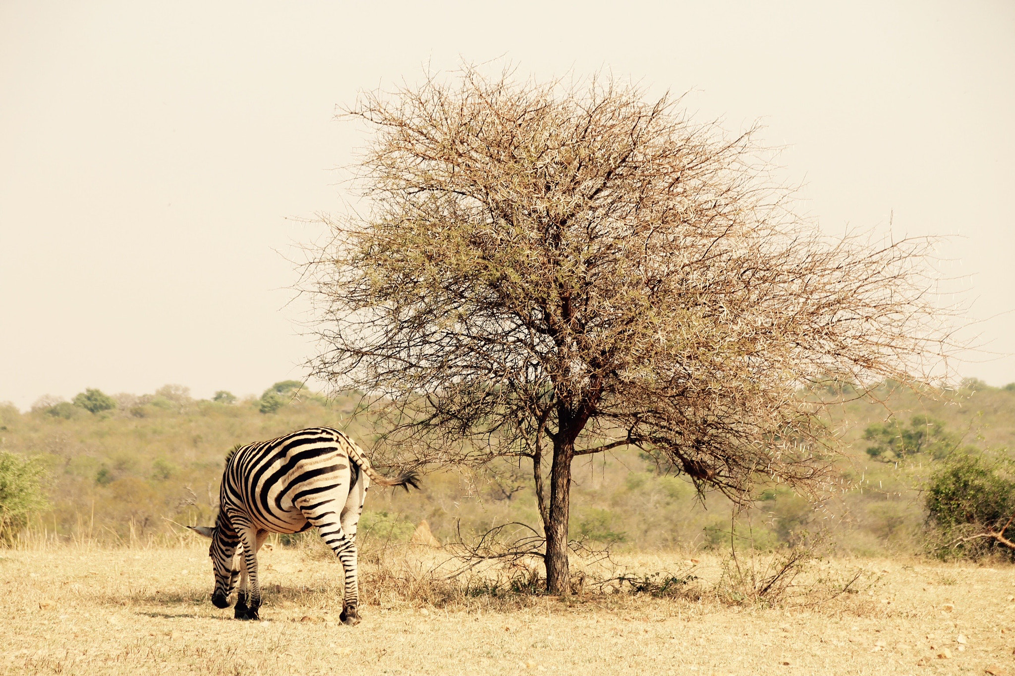 Canon 18-250mm sample photo. Lone zebra photography
