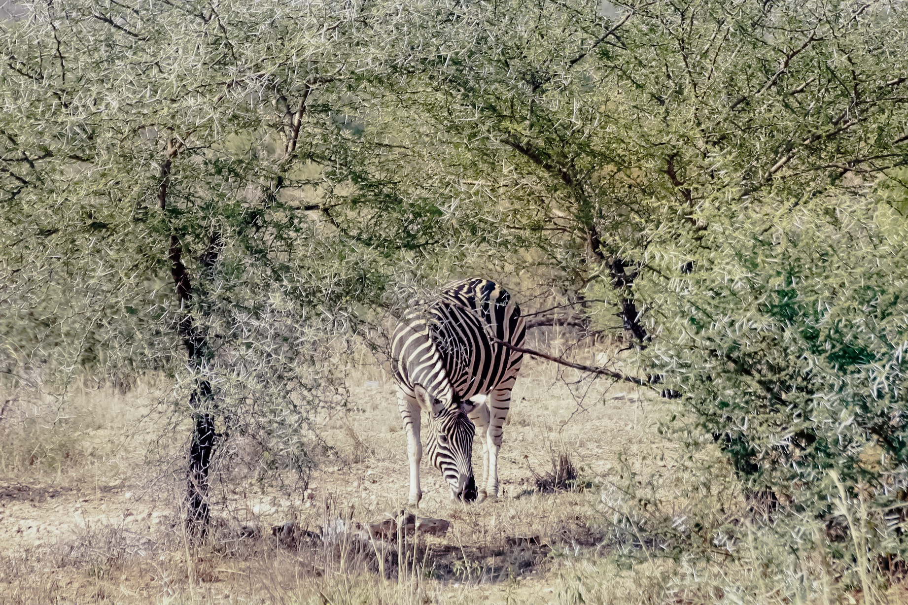 Canon 18-250mm sample photo. Lone zebra 2 photography