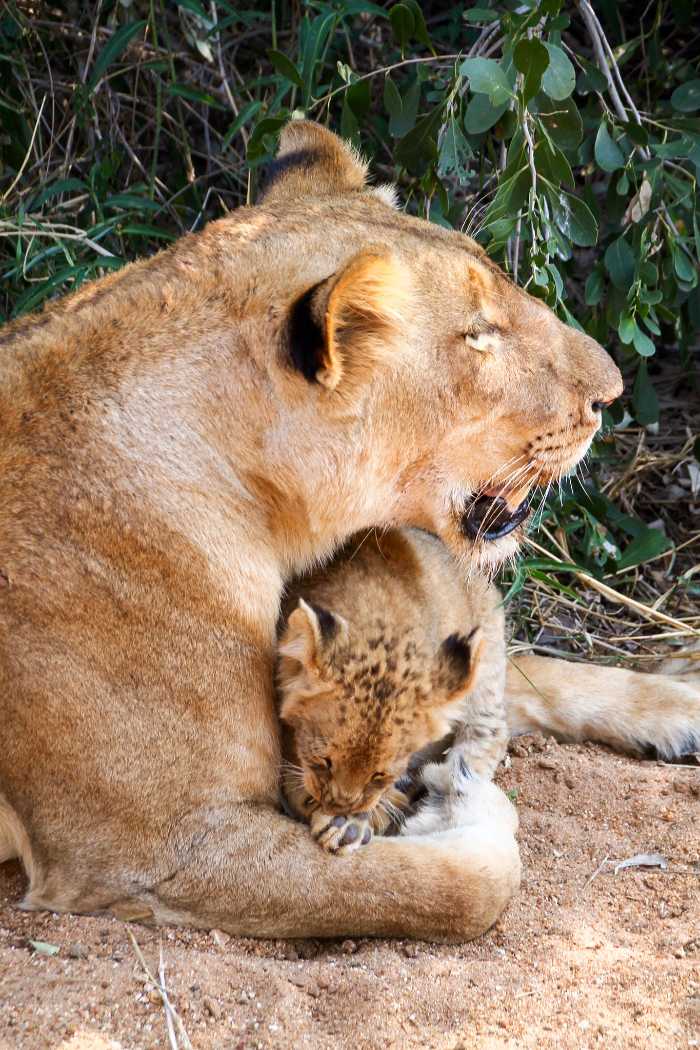 Canon EOS 1100D (EOS Rebel T3 / EOS Kiss X50) sample photo. Lioness and kid photography