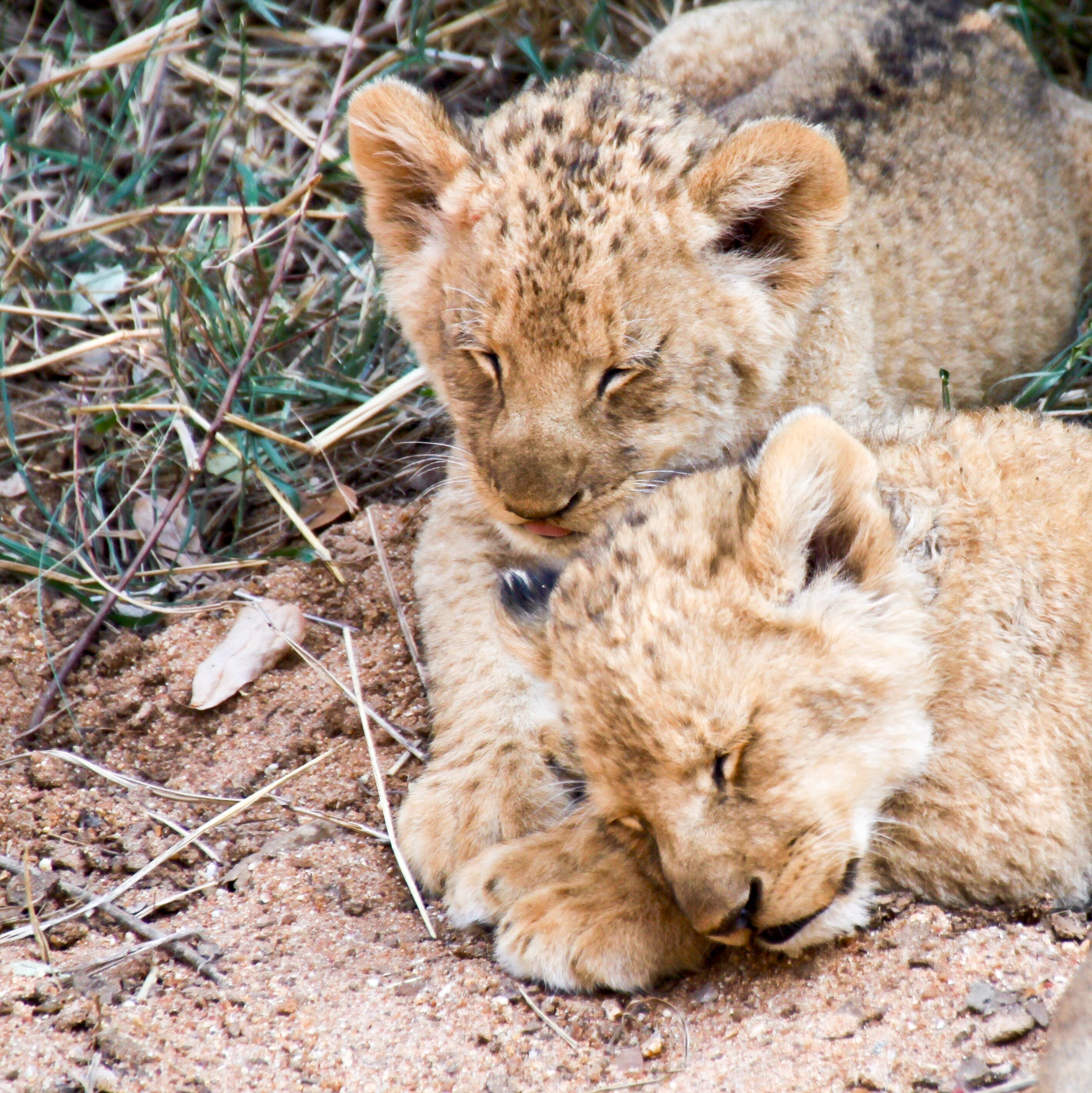 Canon 18-250mm sample photo. Simbas photography