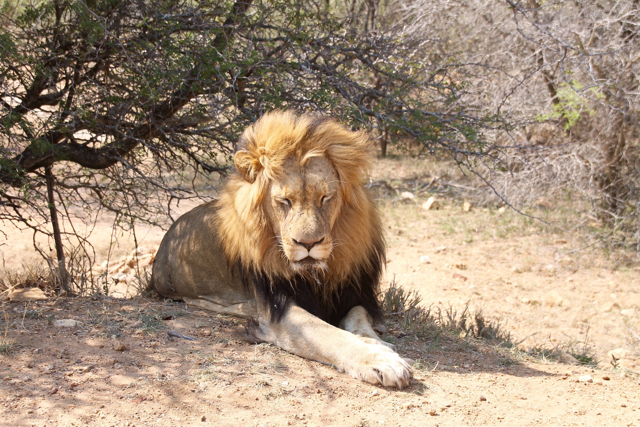 Canon 18-250mm sample photo. The lion king photography
