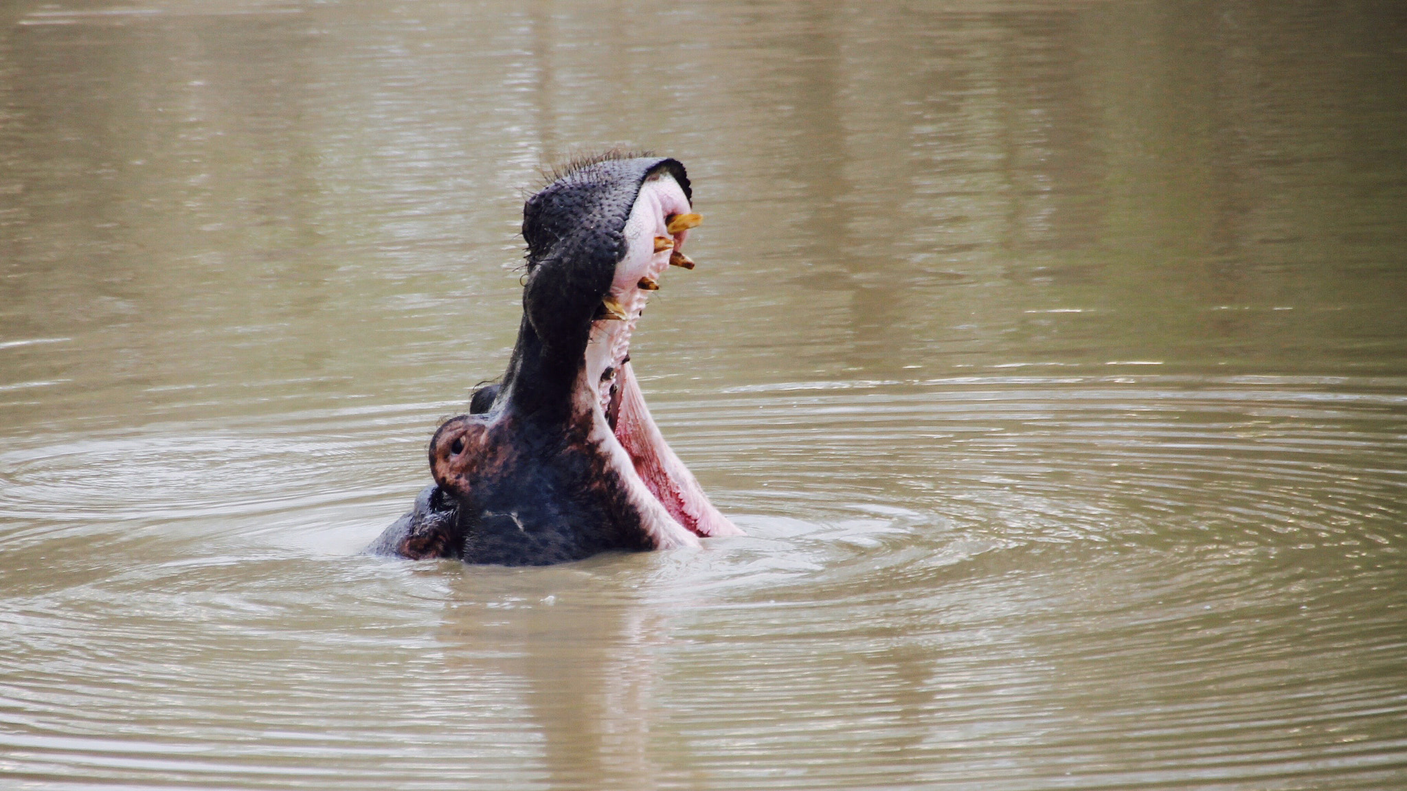 Canon 18-250mm sample photo. Hippo photography