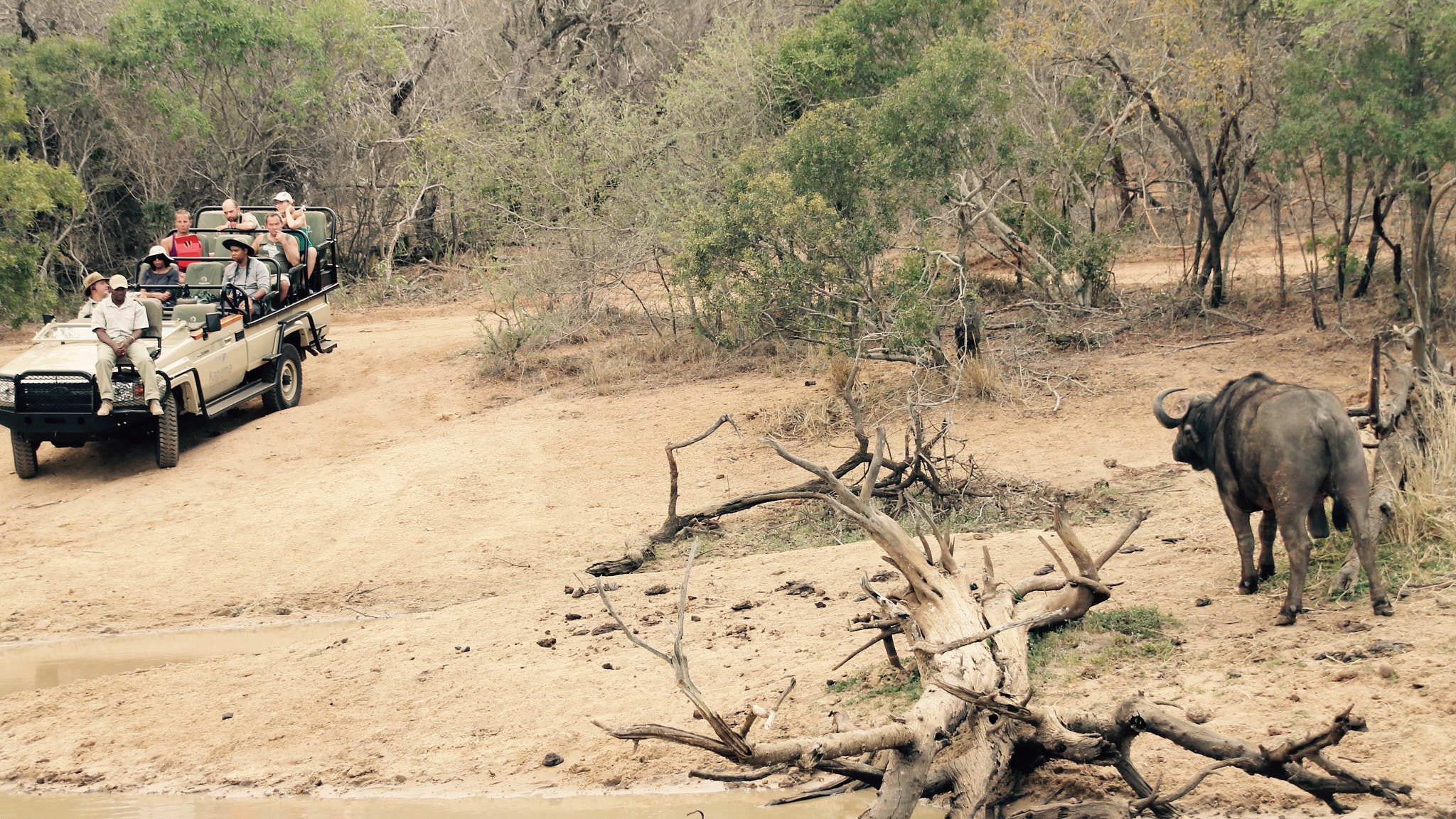 Canon 18-250mm sample photo. Safari buffalo photography