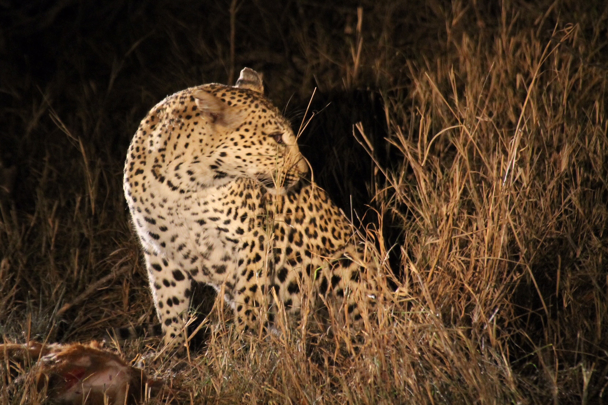 Canon EOS 1100D (EOS Rebel T3 / EOS Kiss X50) + Canon 18-250mm sample photo. Leopard in the night photography