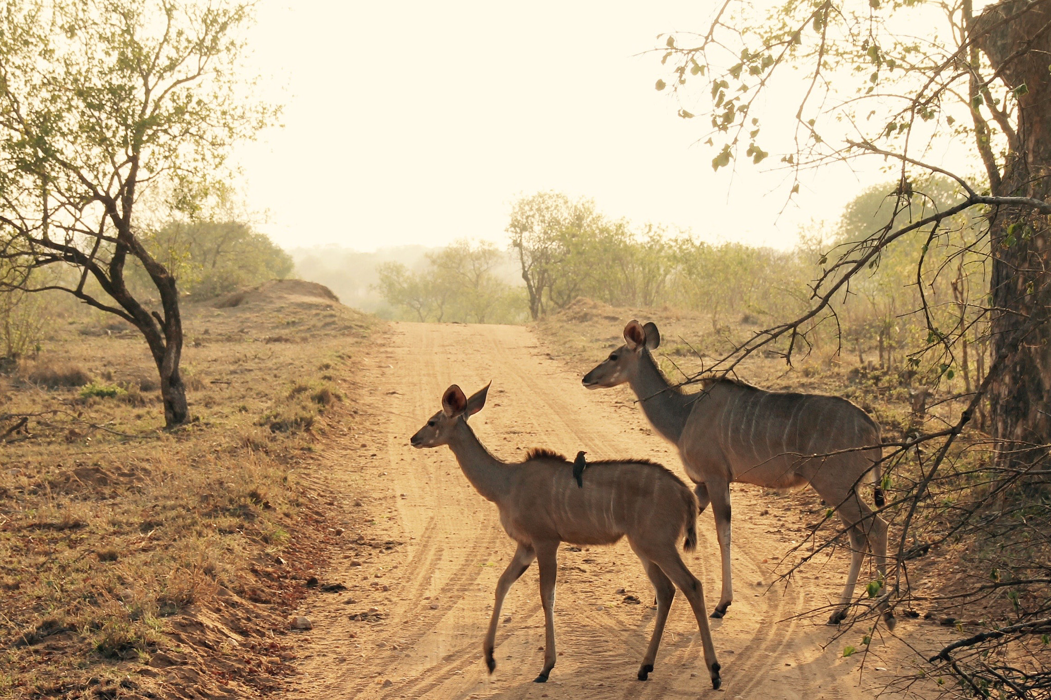 Canon 18-250mm sample photo. Crossing deers photography
