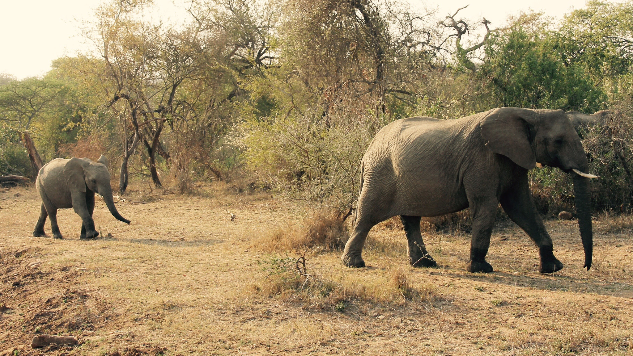 Canon 18-250mm sample photo. Elephant family photography