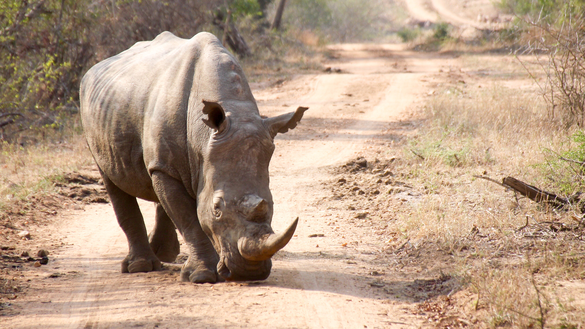 Canon 18-250mm sample photo. Staring rhino photography