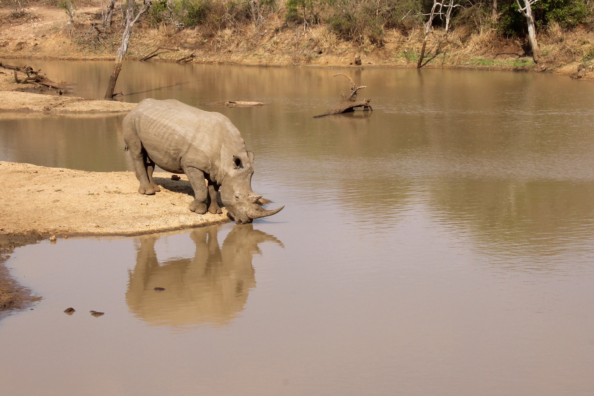 Canon 18-250mm sample photo. Reflected rhino photography