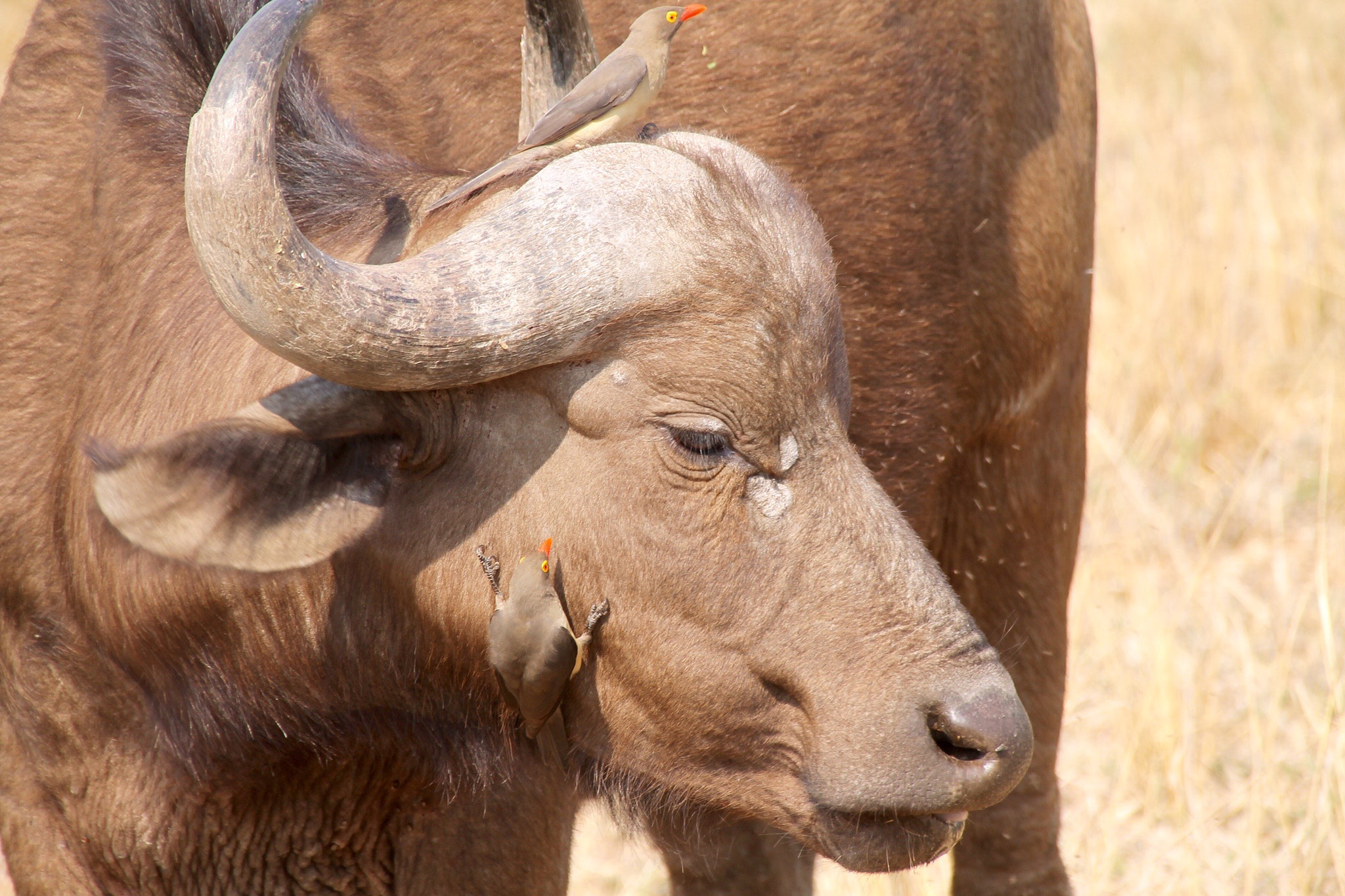 Canon 18-250mm sample photo. The buffalo and the bird photography