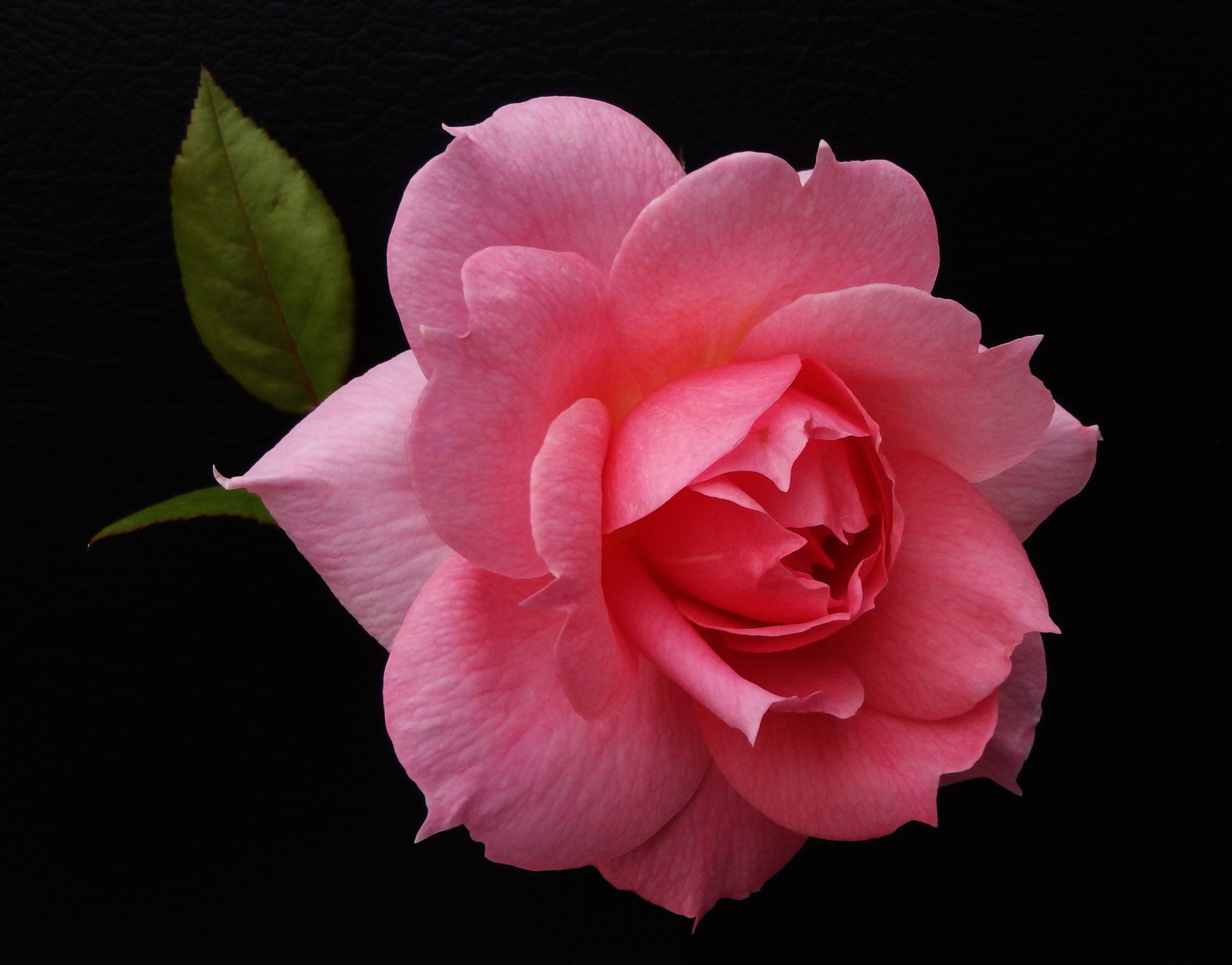 Olympus TG-830 sample photo. Pink rose on black....... photography
