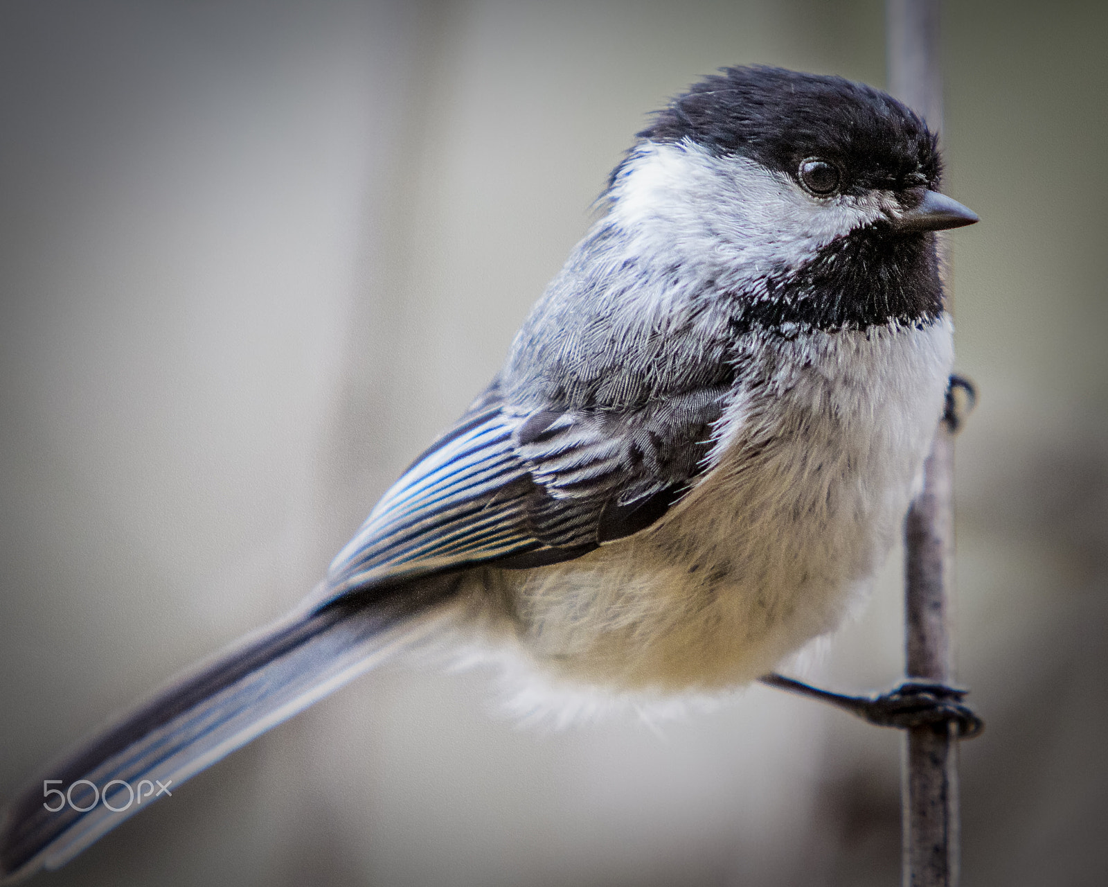 Canon EF 70-200mm F2.8L IS USM sample photo. Black-capped chickadee photography
