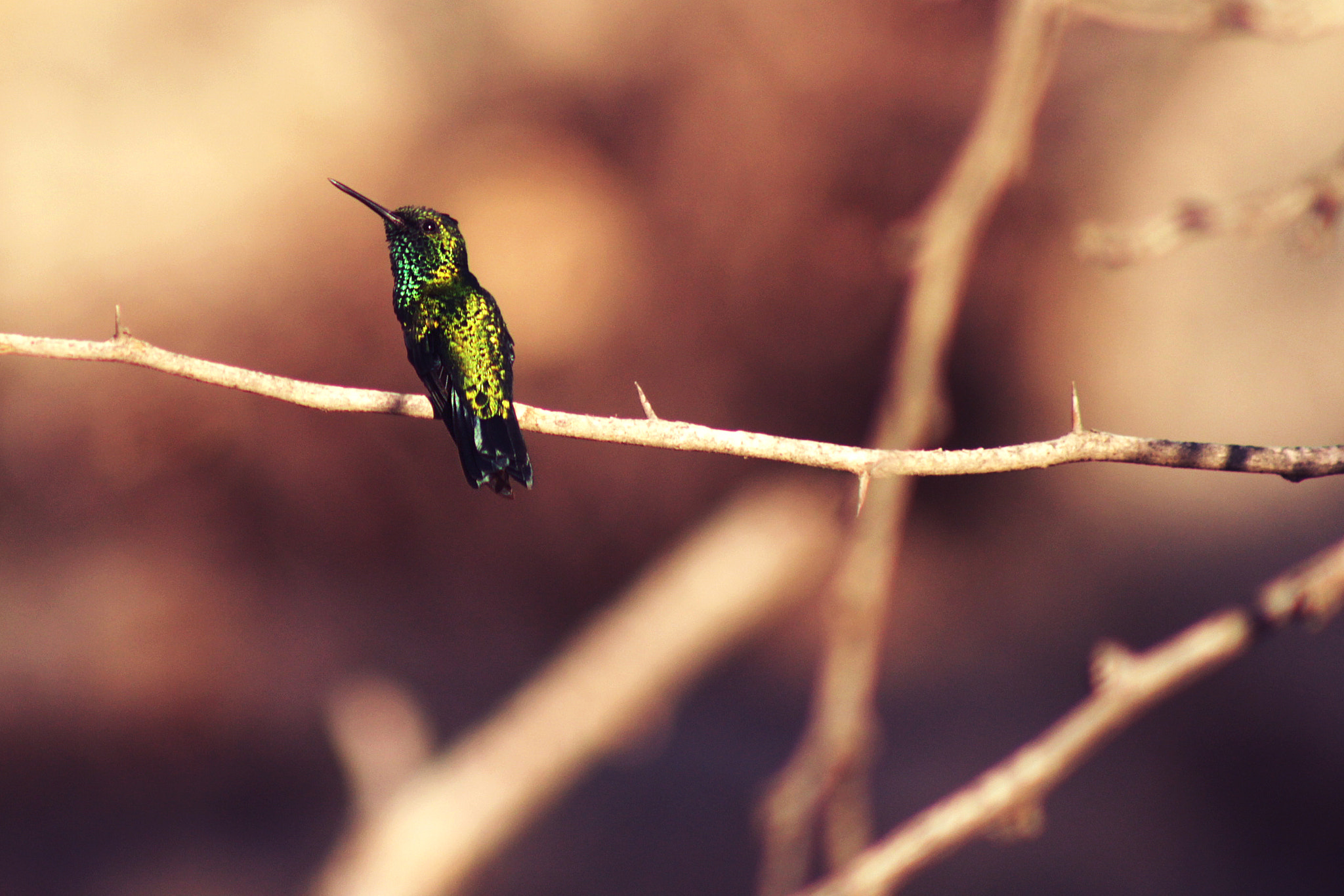 Canon EF 75-300mm f/4-5.6 USM sample photo. Golden photography