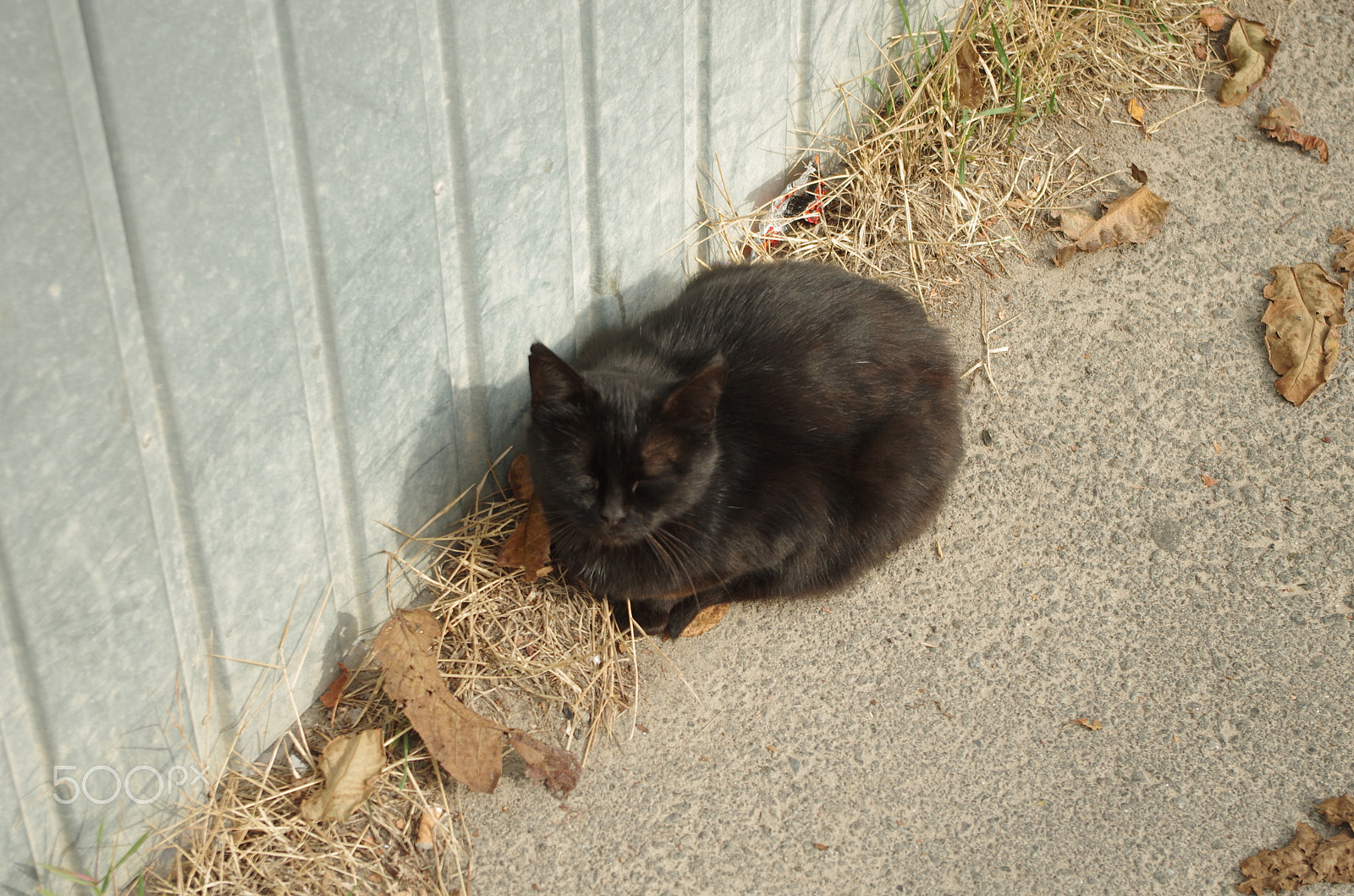 Pentax K-5 II sample photo. Sleeping autumn photography