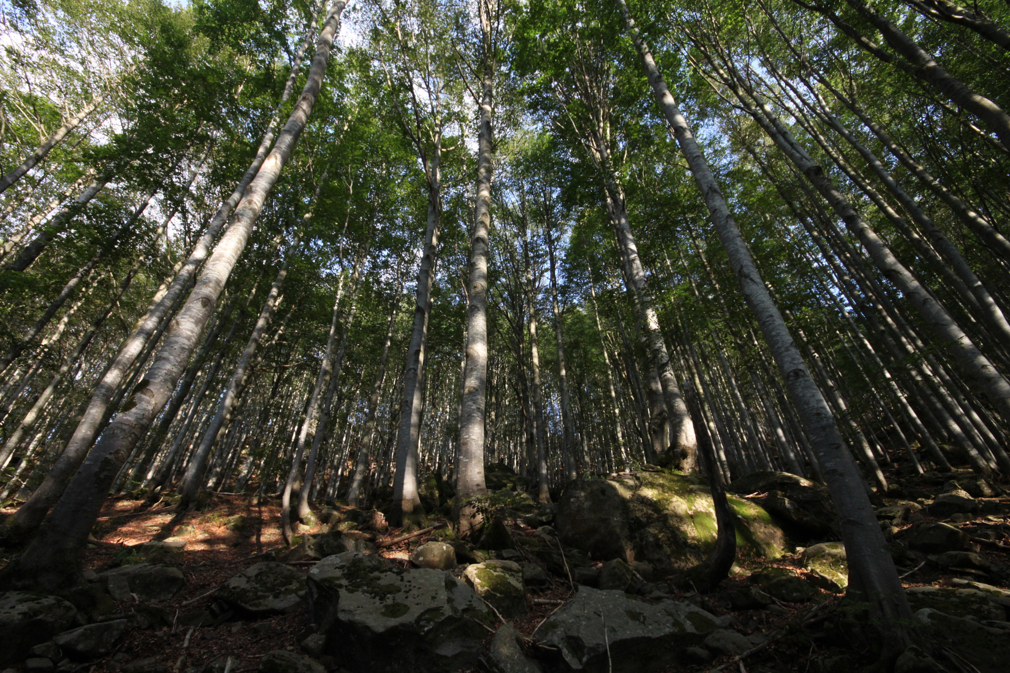 Canon EOS 500D (EOS Rebel T1i / EOS Kiss X3) + Sigma 10-20mm F4-5.6 EX DC HSM sample photo. Walking in the wood photography