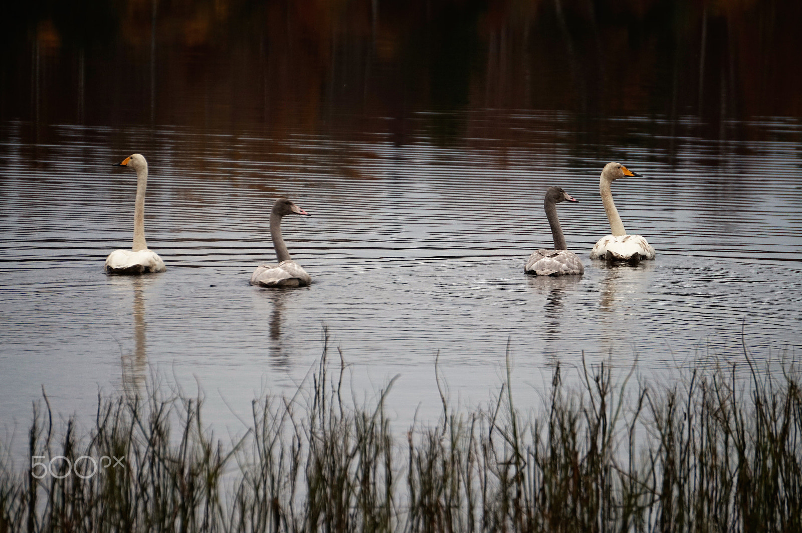 Sony E 55-210mm F4.5-6.3 OSS sample photo. Swanlake photography