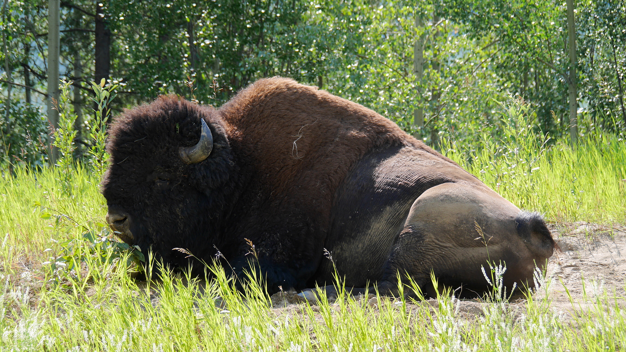 Panasonic Lumix DMC-GX7 sample photo. Head bison yellowstone photography