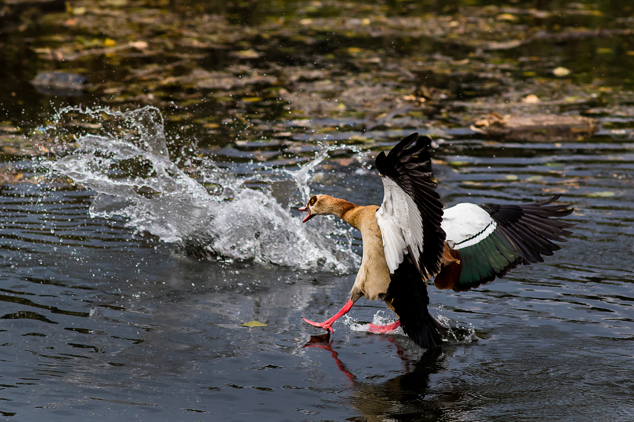 Canon EF 200mm F2.8L II USM sample photo. Nilgans photography