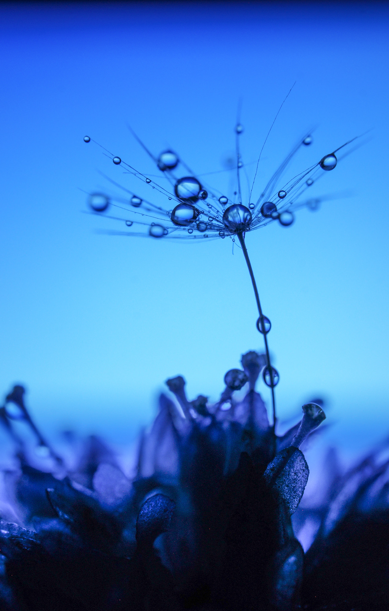 Sony Alpha NEX-5 + Sony E 30mm F3.5 Macro sample photo. Blue dandelion photography