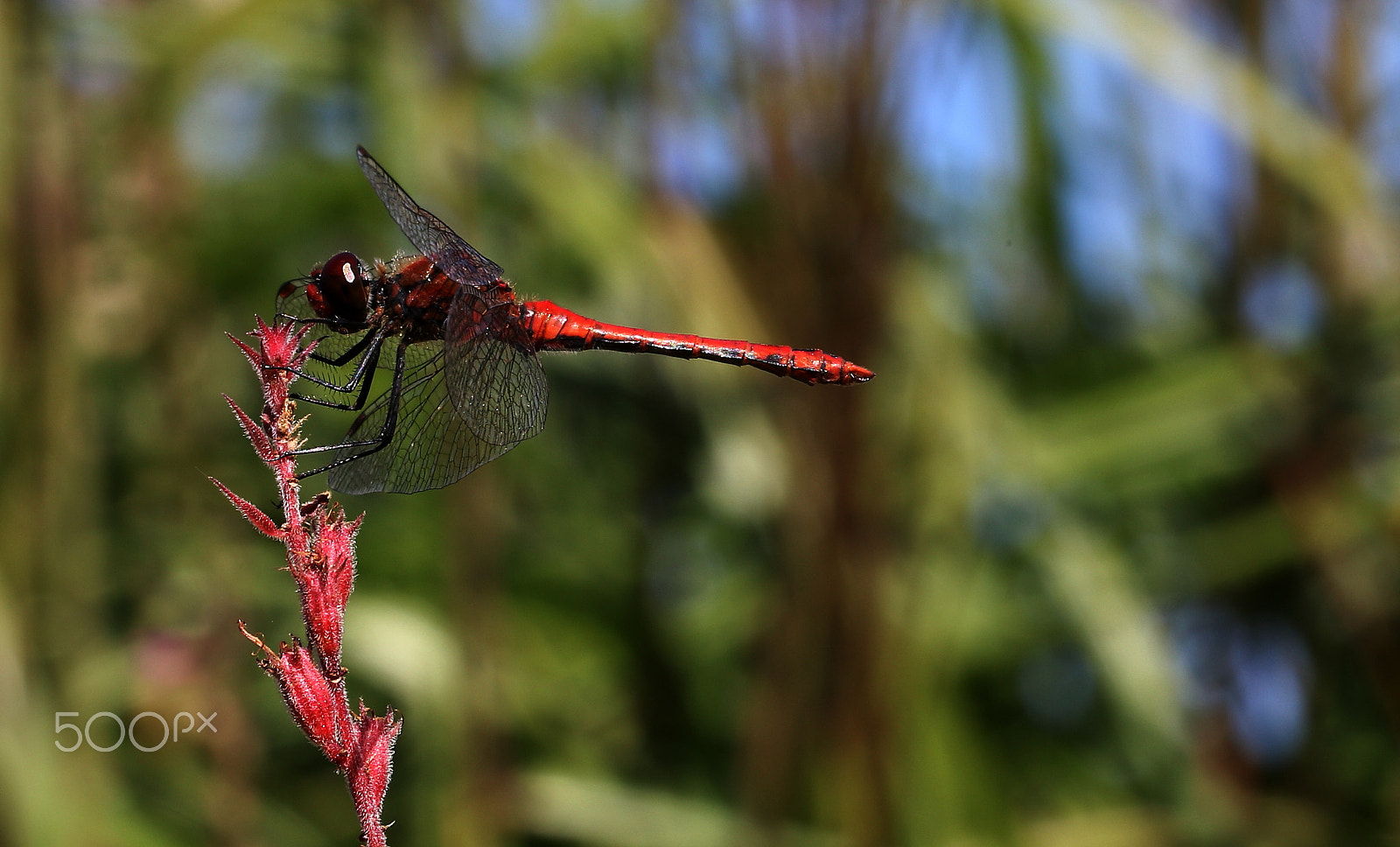 Canon EOS 70D + Canon EF 100mm F2.8L Macro IS USM sample photo. Damsel fly photography