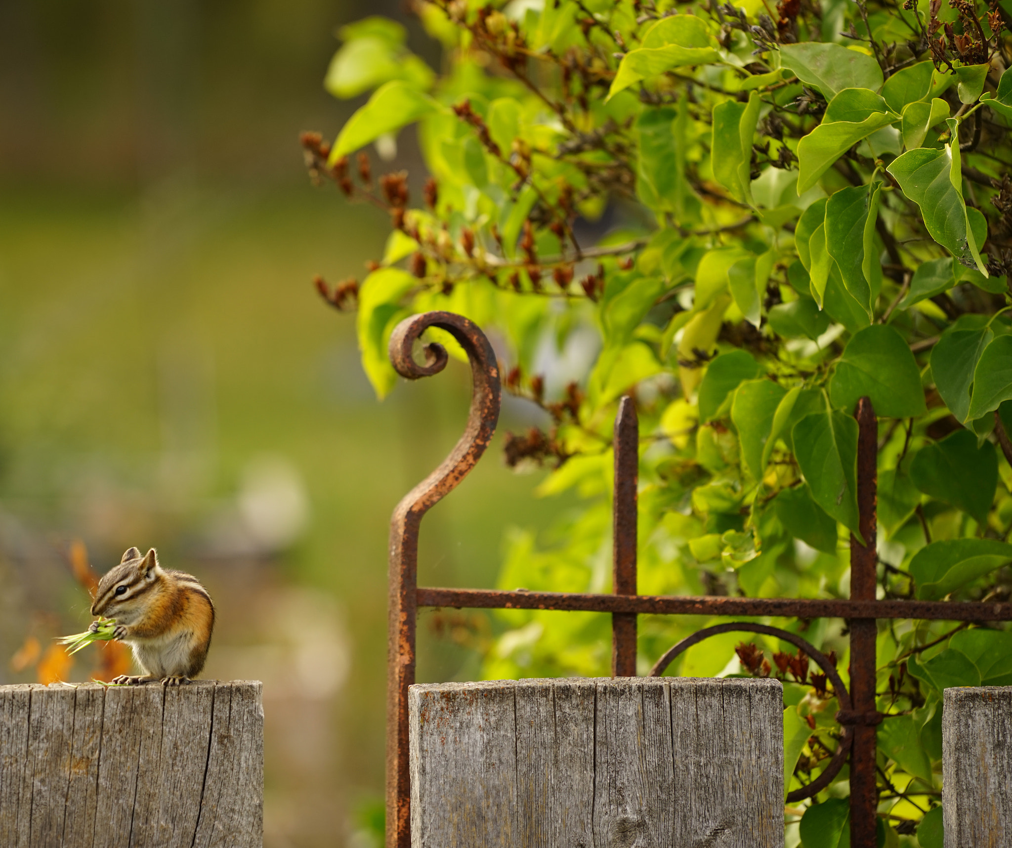 Sony a7R sample photo. Fall beginnings photography