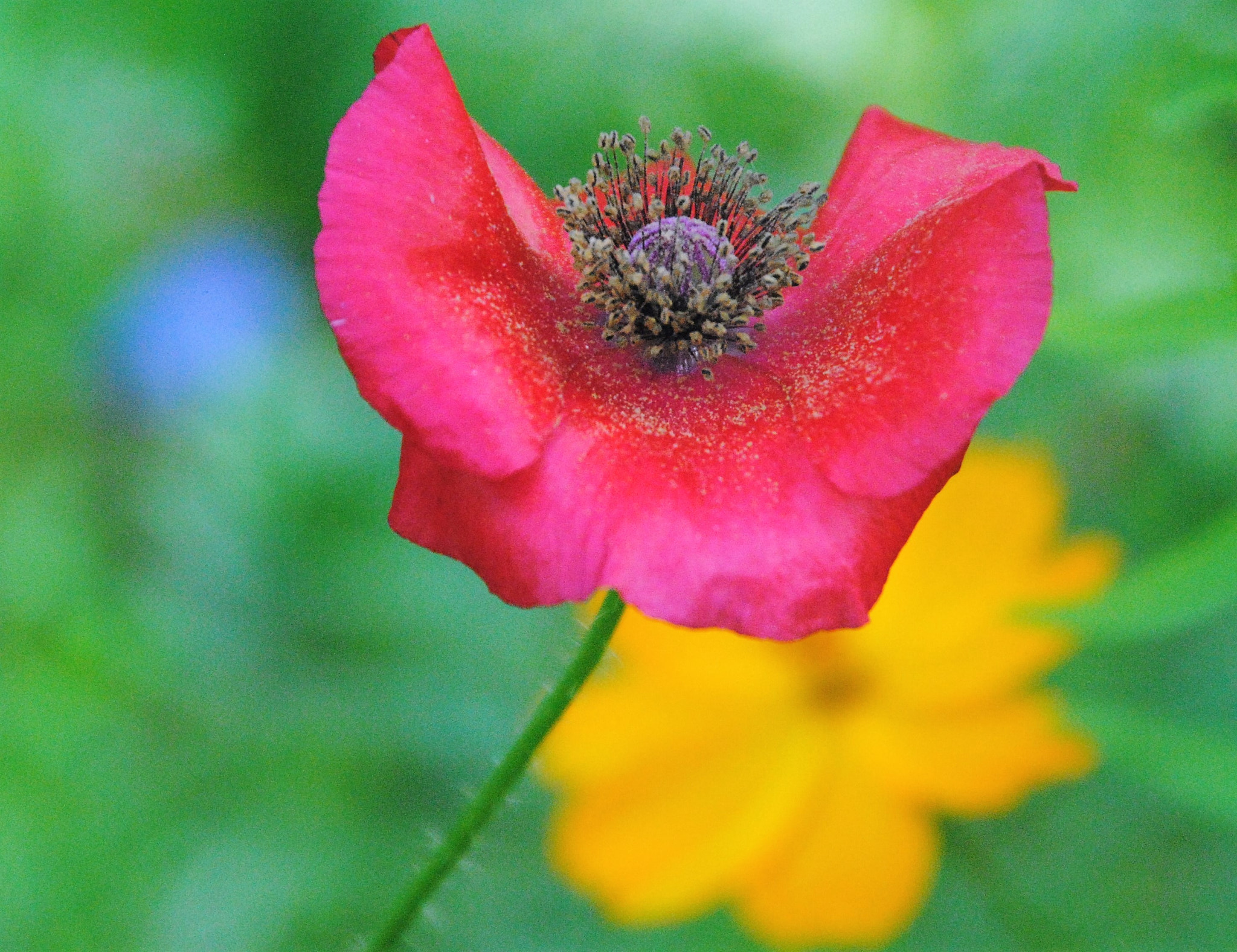 Nikon D3000 sample photo. Letzter mohn photography