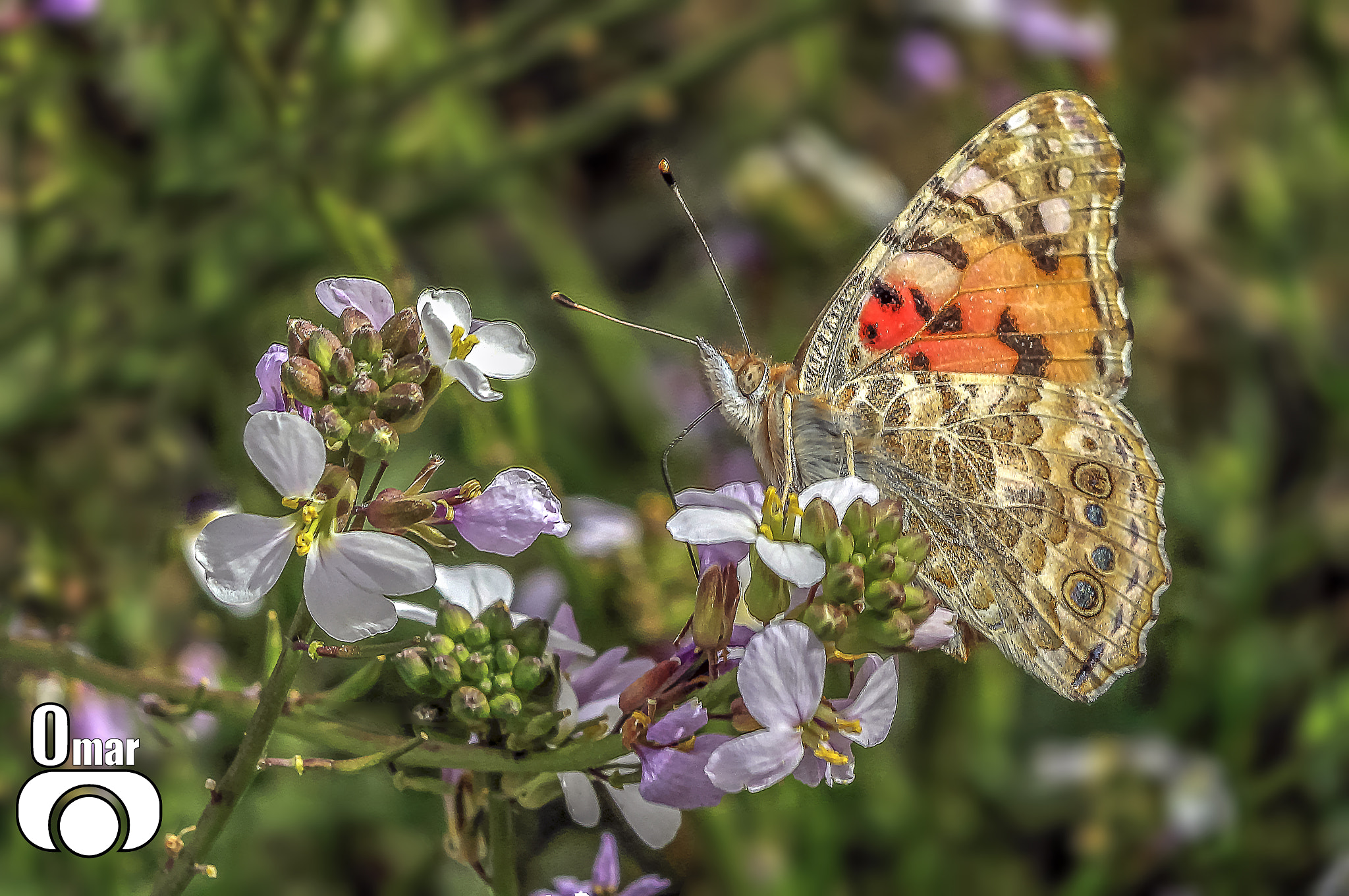 Canon EOS 600D (Rebel EOS T3i / EOS Kiss X5) sample photo. Painted lady butterfly. photography