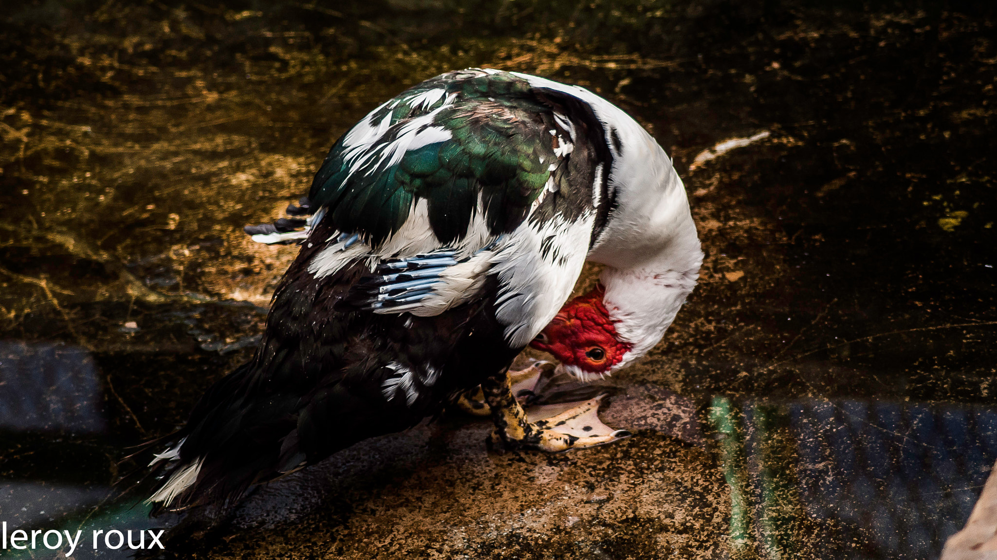 Sony Alpha DSLR-A200 sample photo. The duck photography