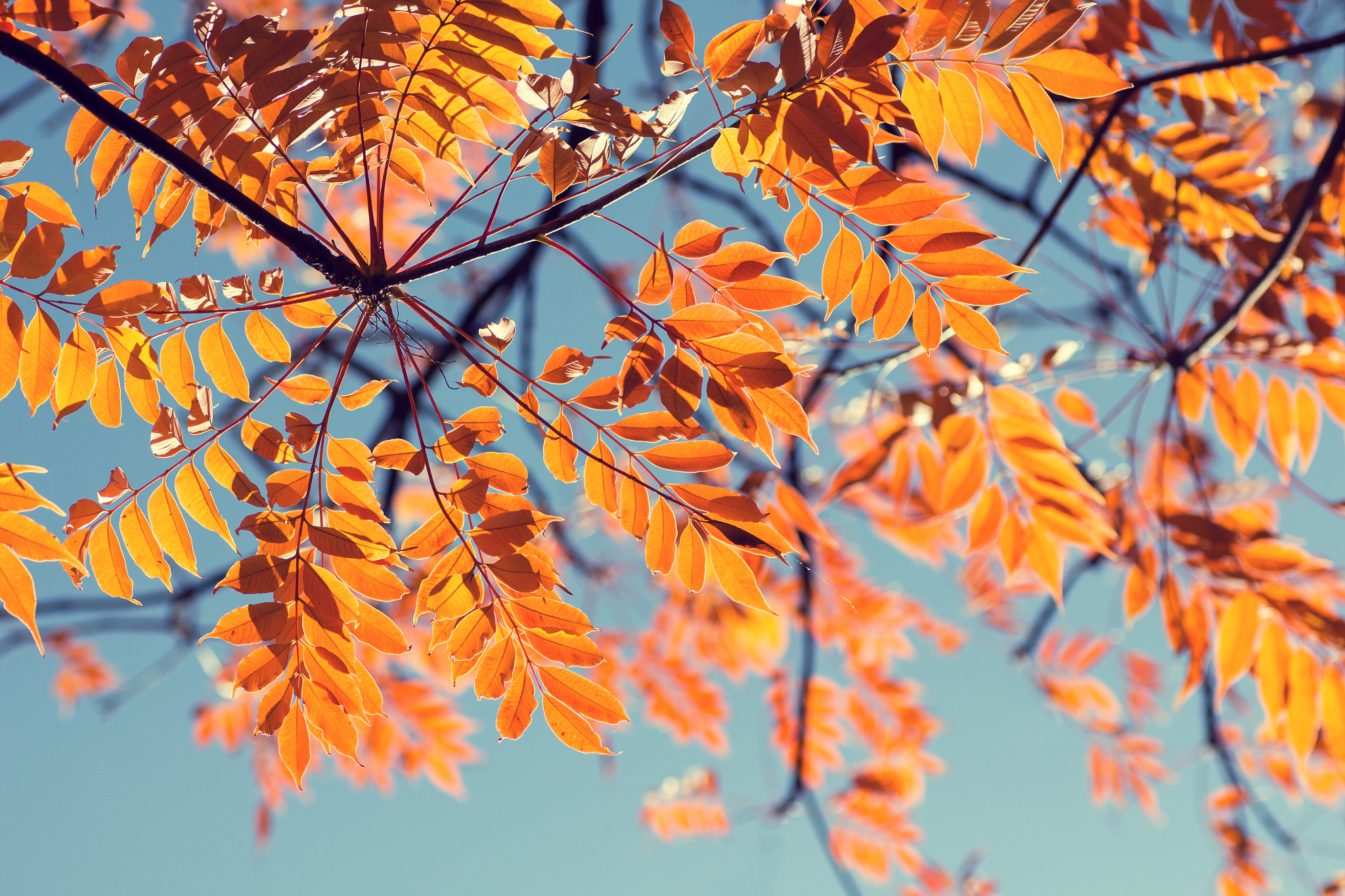 Tamron SP AF 90mm F2.8 Di Macro sample photo. Orange leaves photography